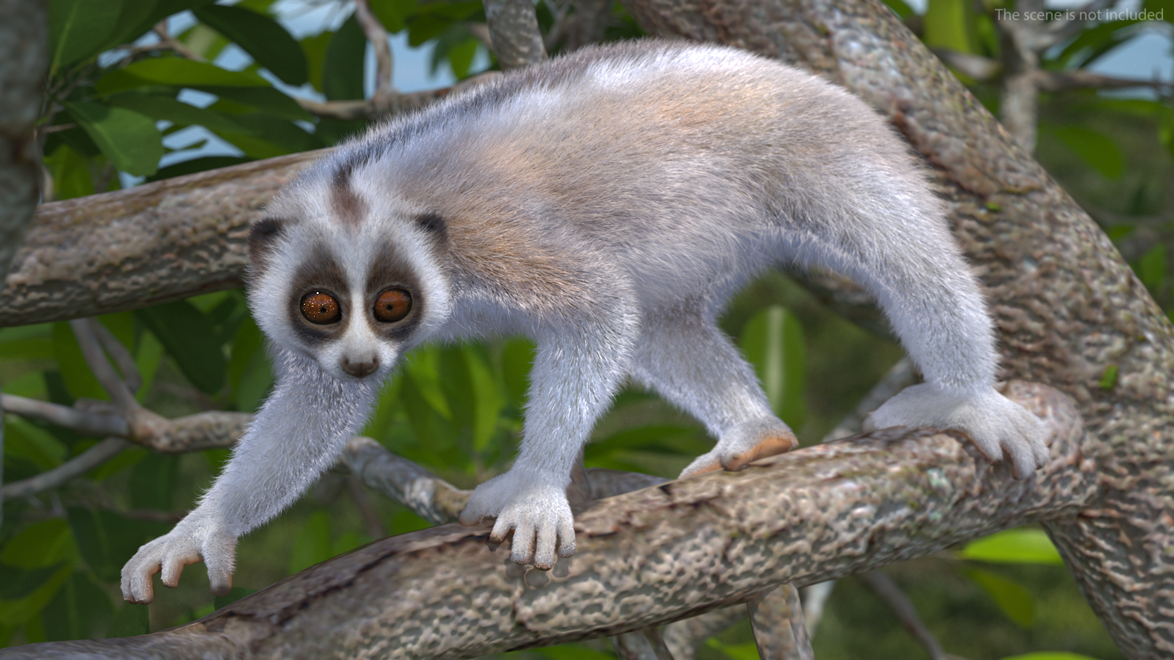 3D model Philippine Slow Loris Fur