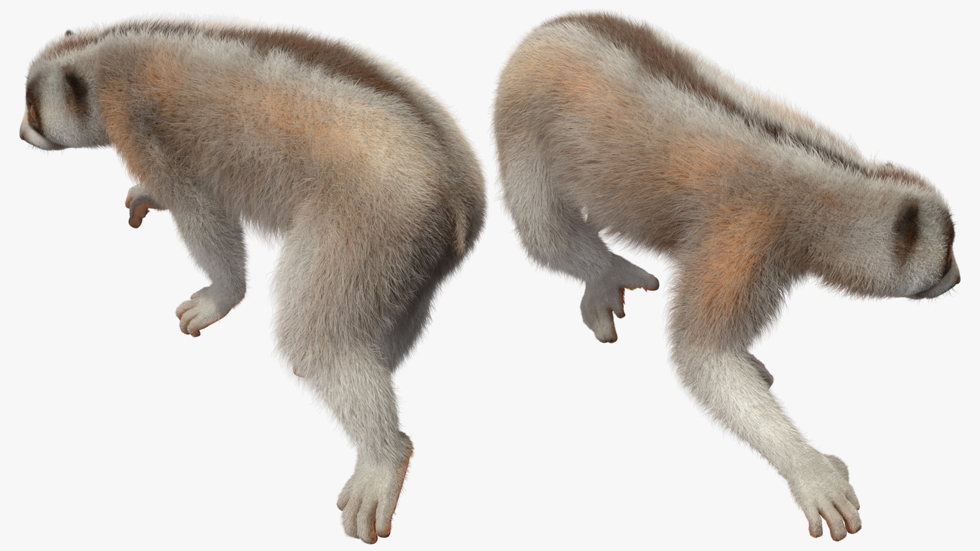 3D model Philippine Slow Loris Fur