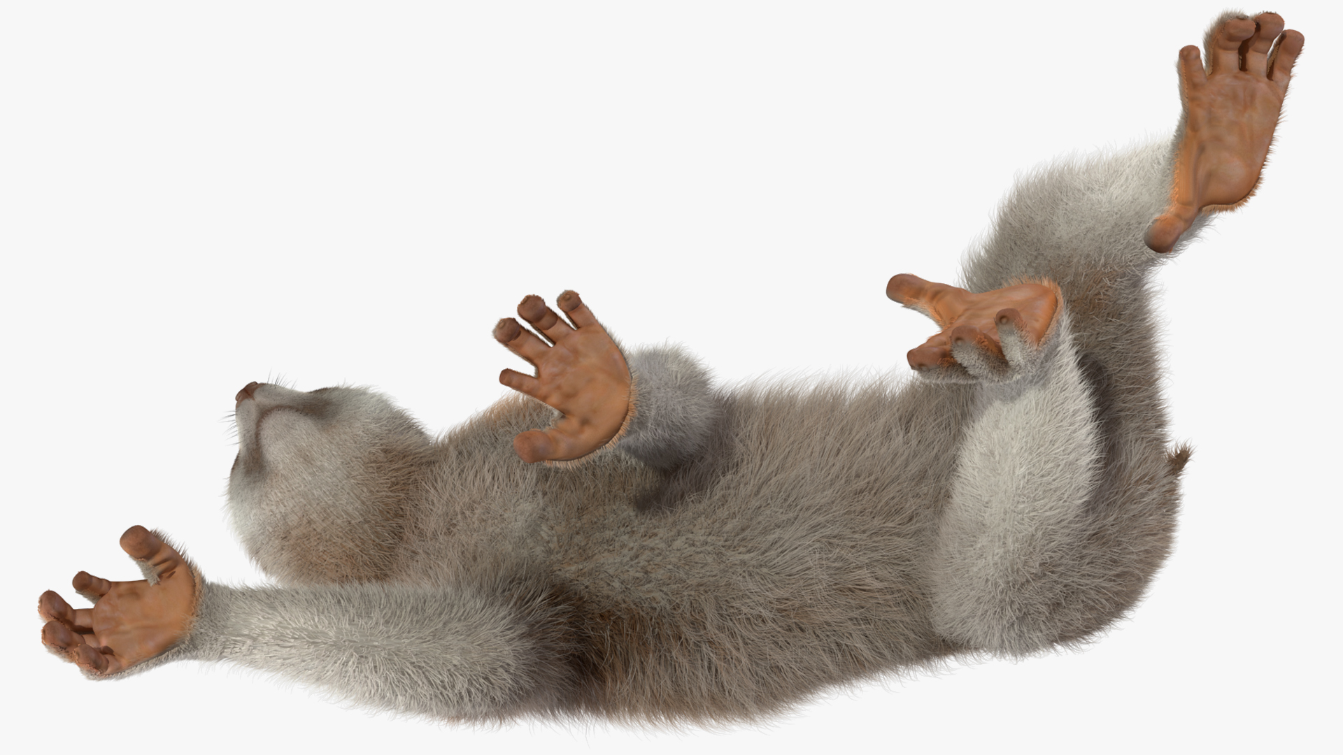 3D model Philippine Slow Loris Fur