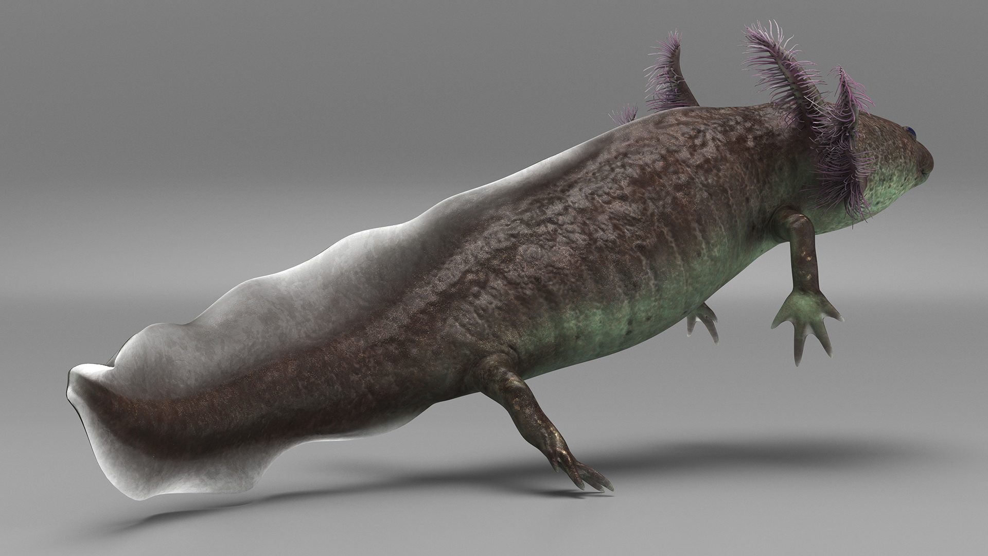 3D Mexican Walking Fish Axolotl model