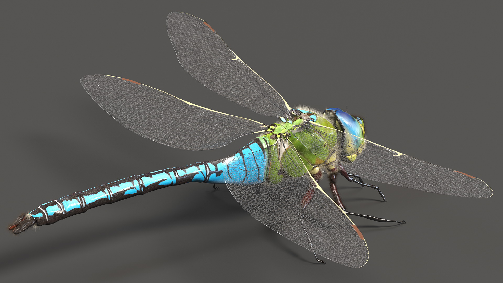 3D model Dragonfly Fur Rigged