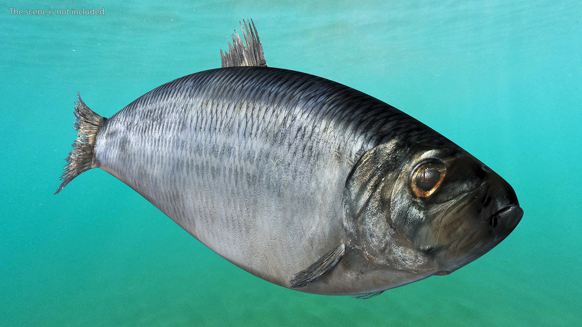 3D Realistic Atlantic Herring