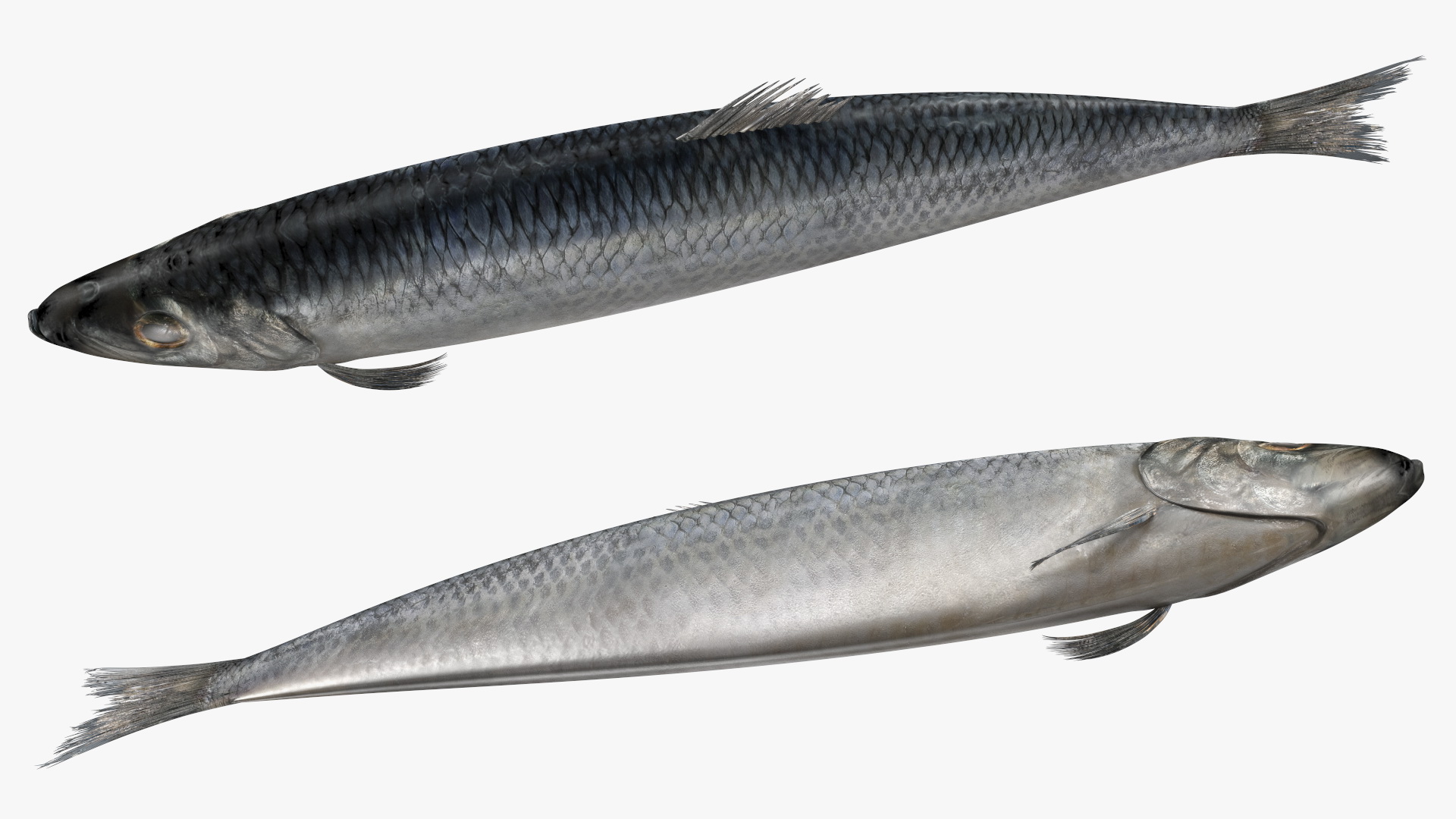 3D Realistic Atlantic Herring