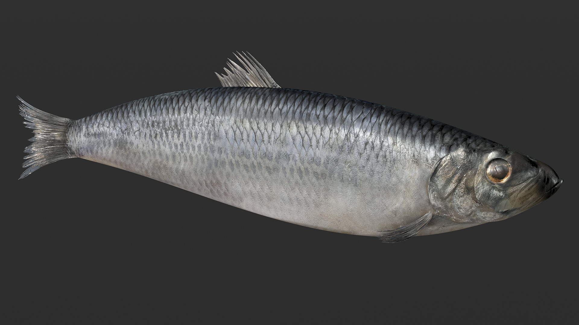 3D Realistic Atlantic Herring