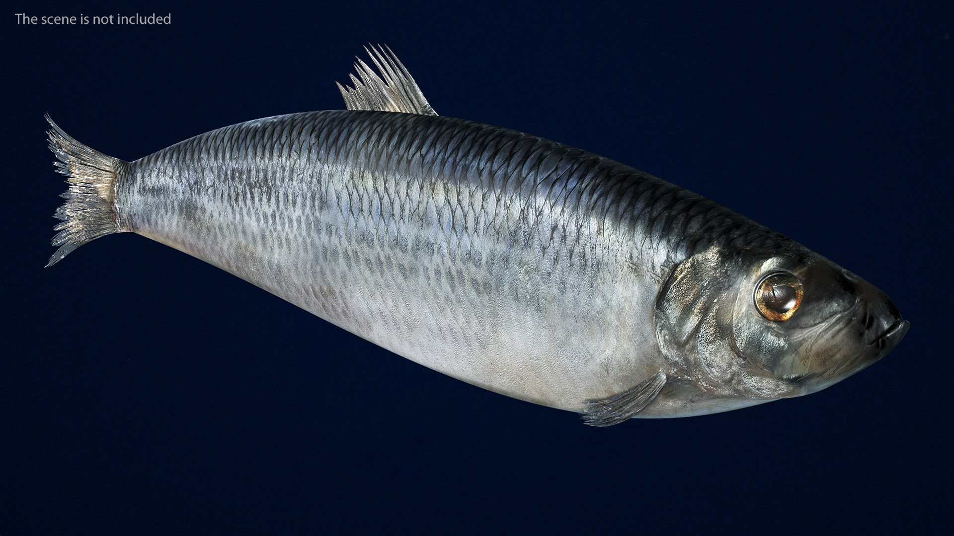 3D Realistic Atlantic Herring