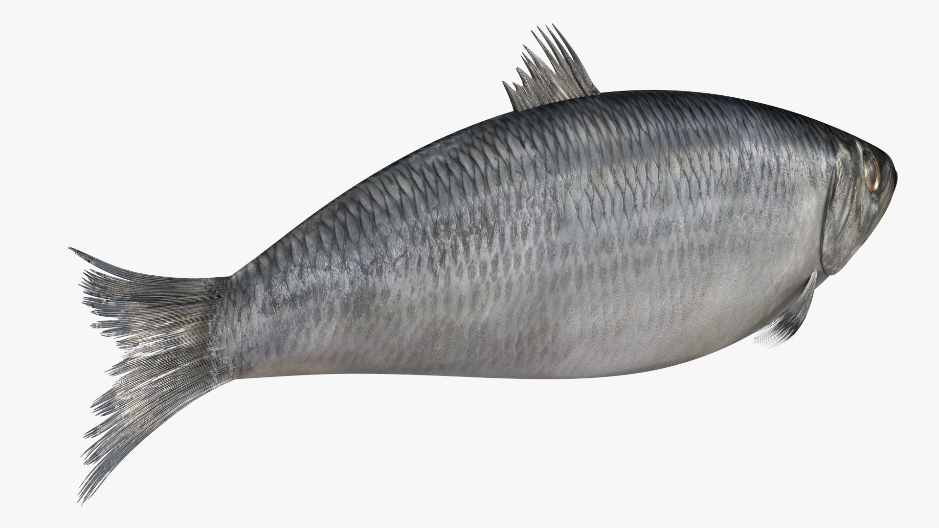 3D Realistic Atlantic Herring