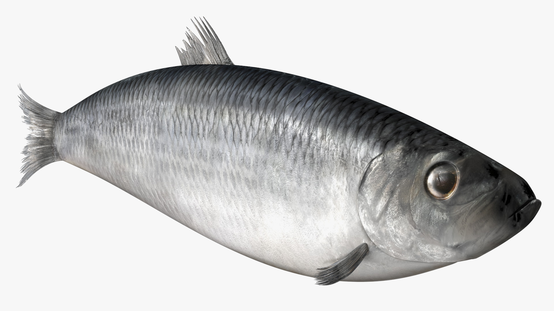 3D Realistic Atlantic Herring