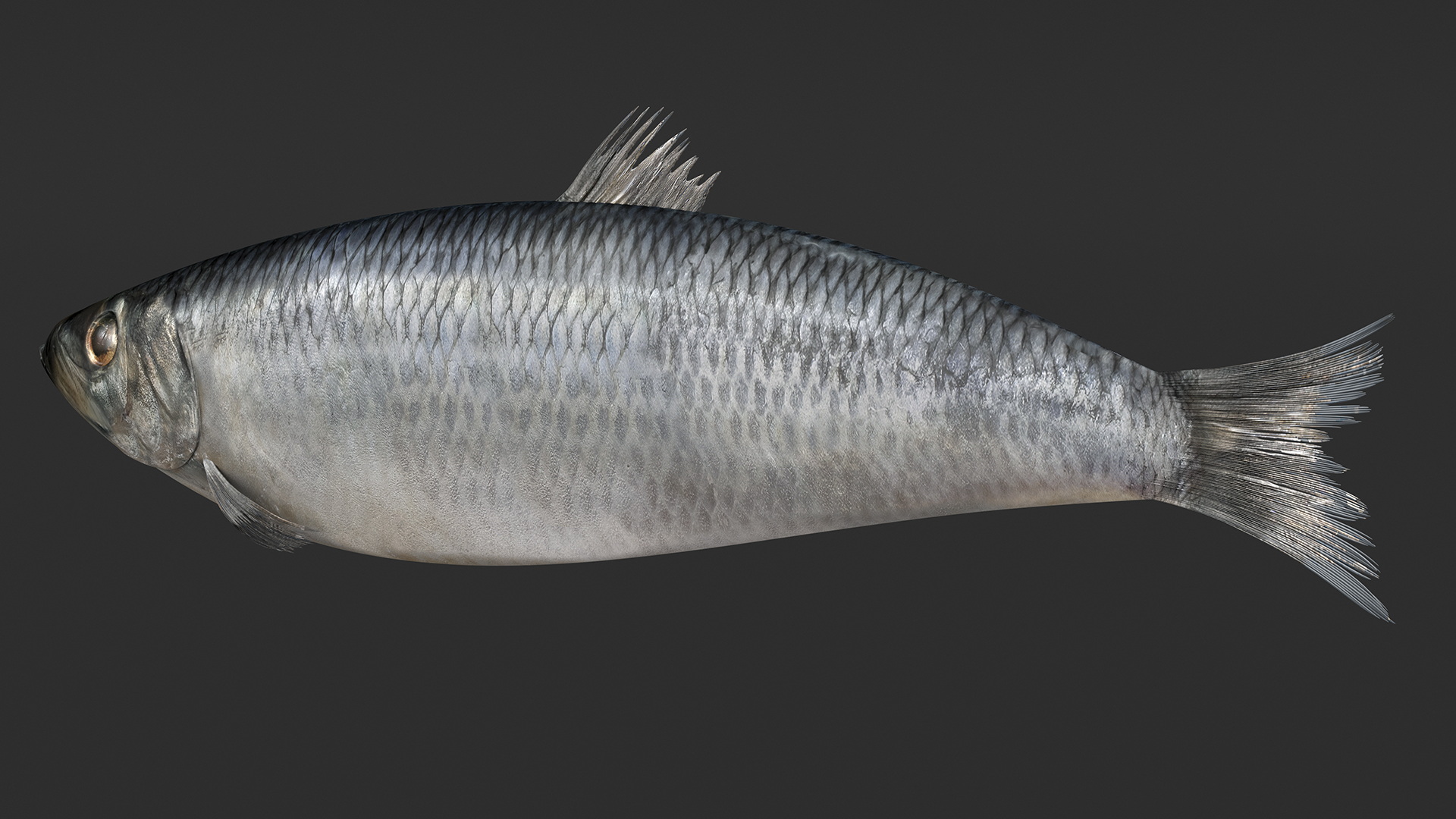 3D Realistic Atlantic Herring