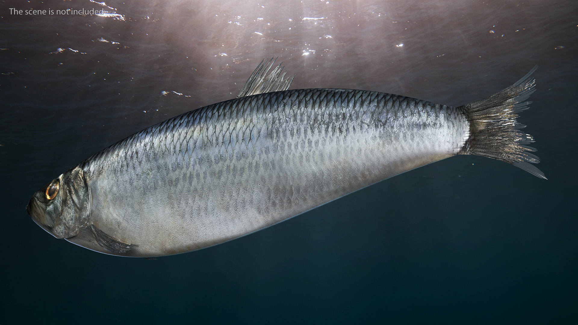 3D Realistic Atlantic Herring