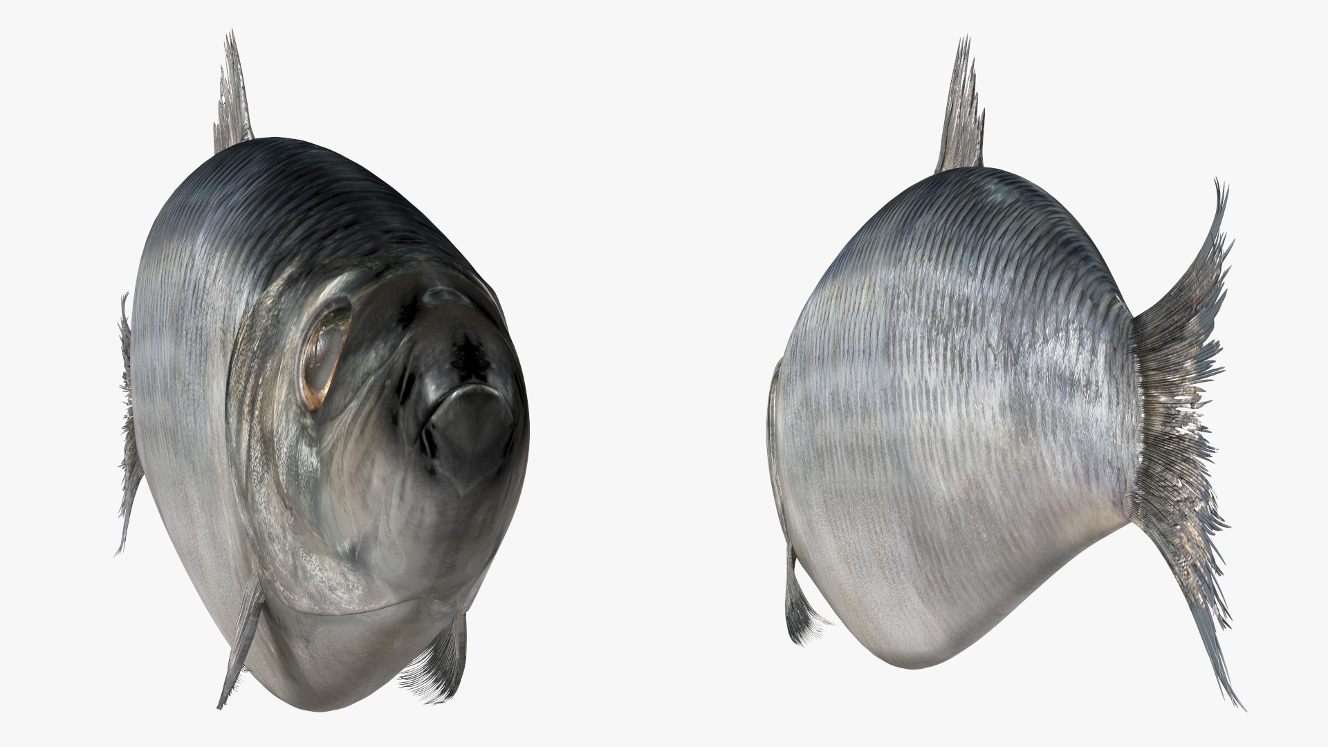 3D Realistic Atlantic Herring