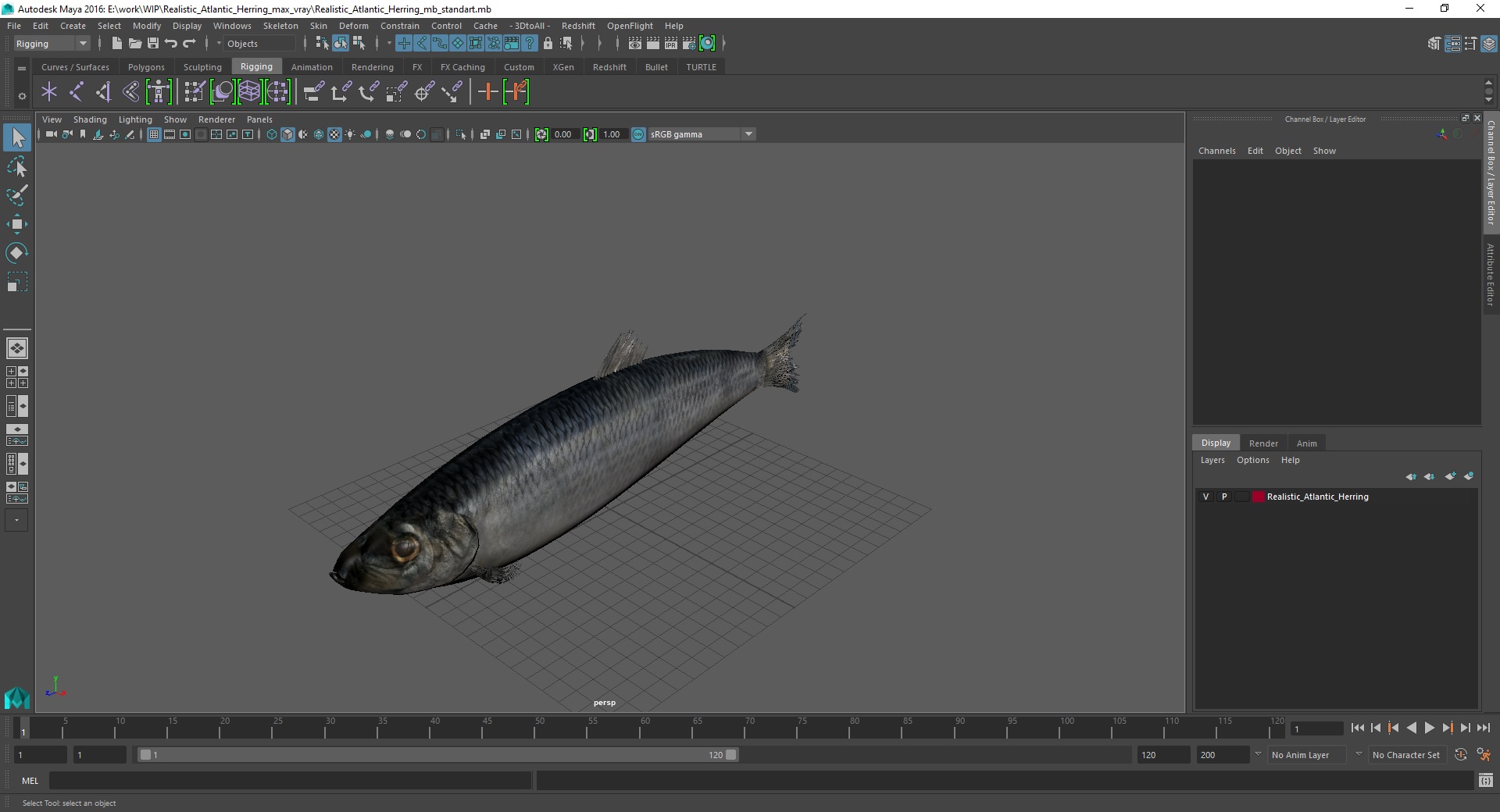 3D Realistic Atlantic Herring