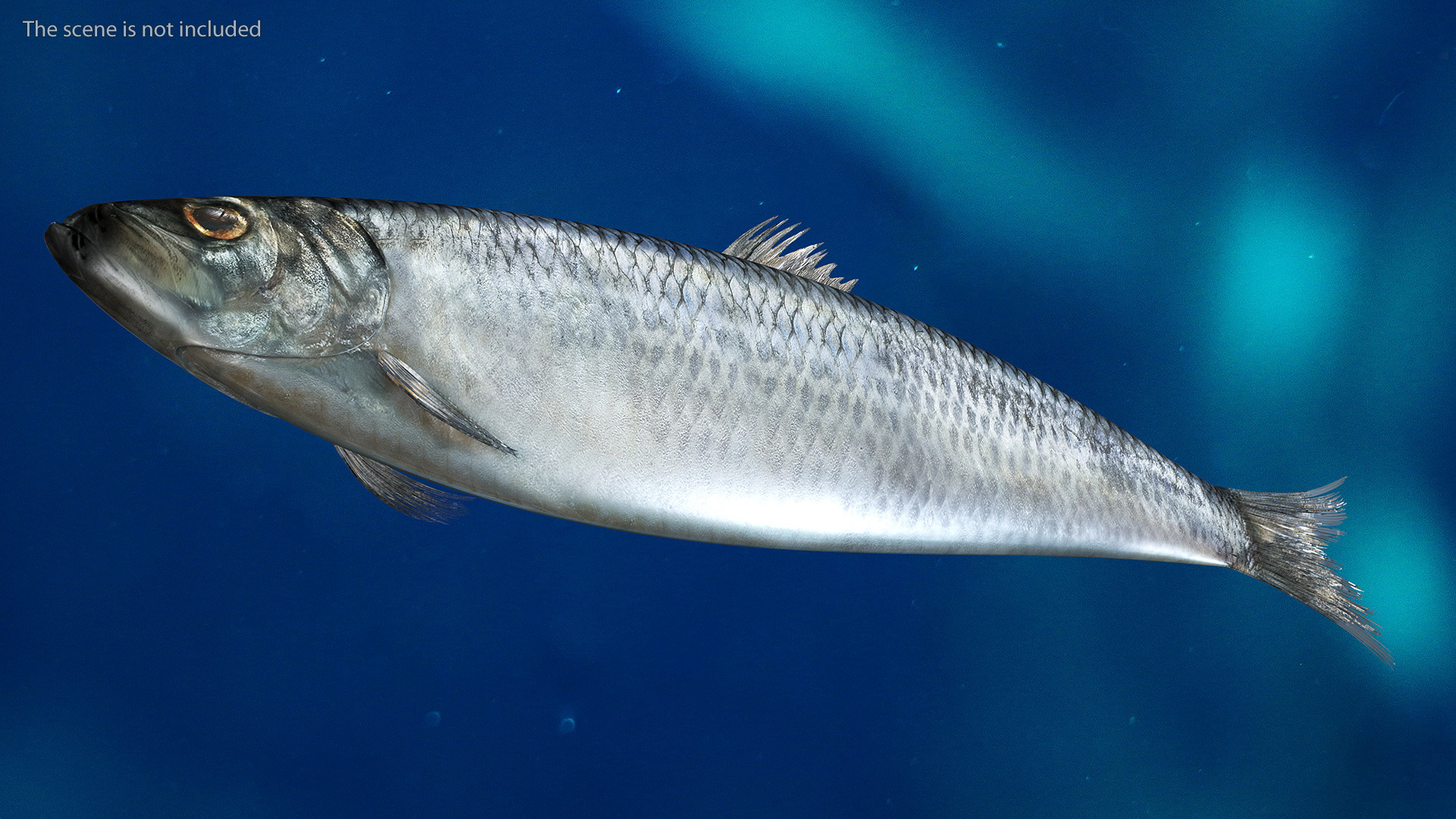 3D Realistic Atlantic Herring