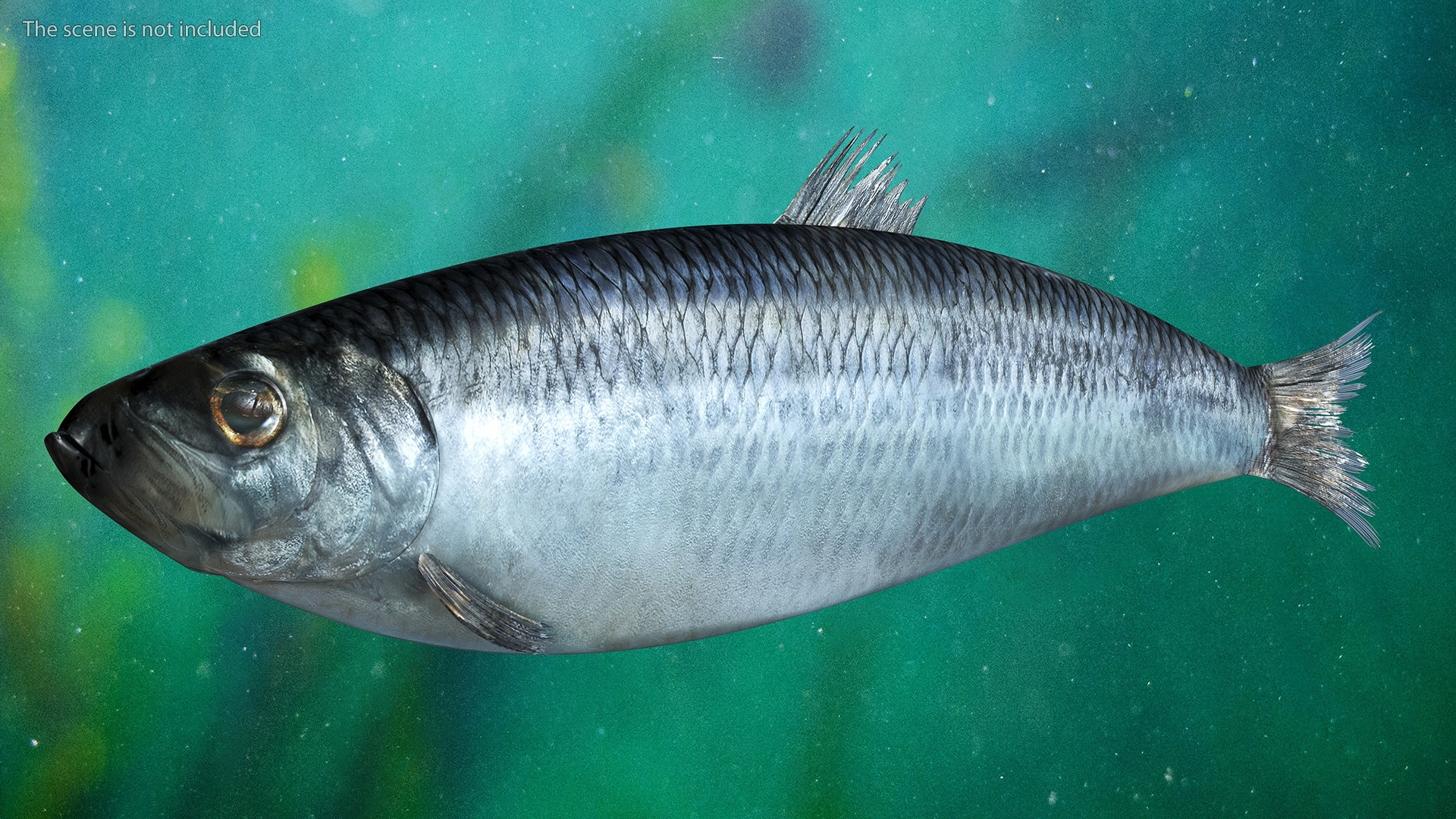 3D Realistic Atlantic Herring