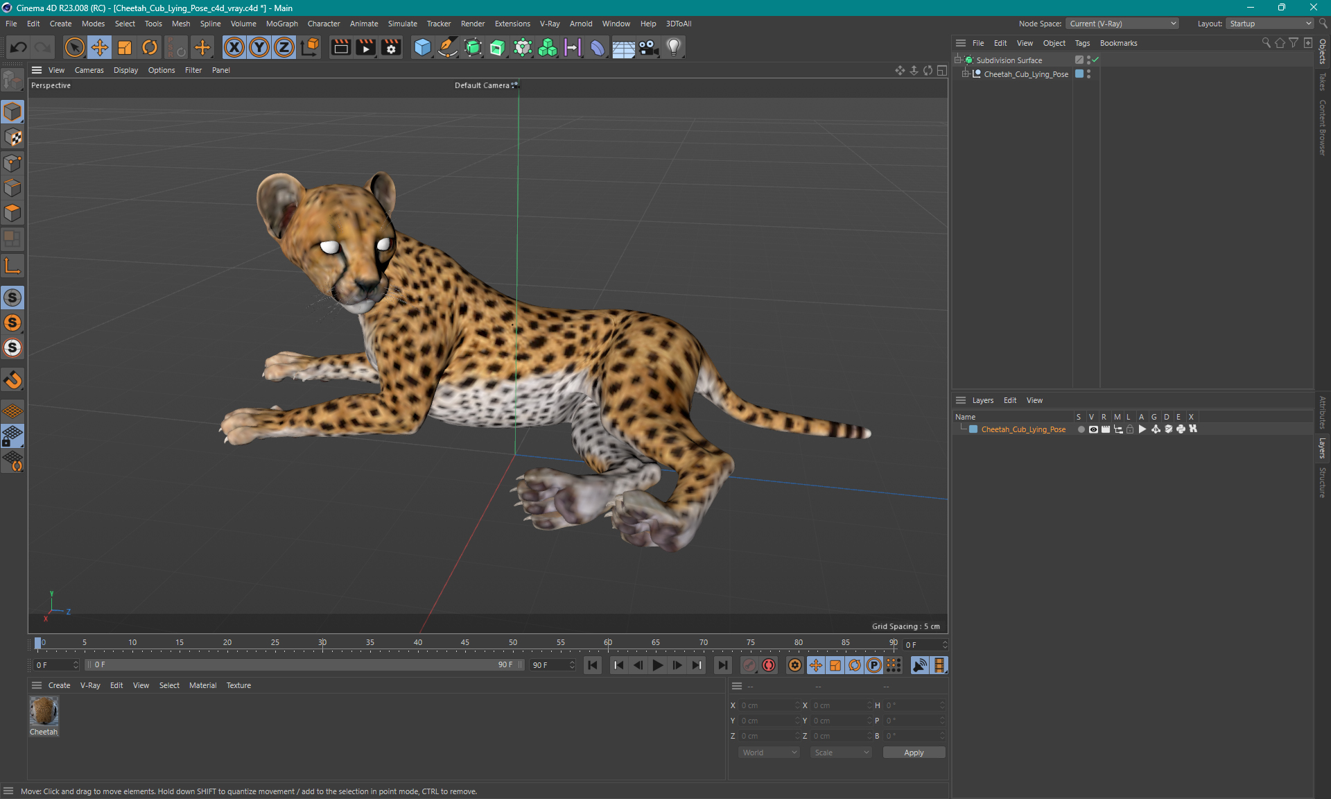 Cheetah Cub Lying Pose 3D