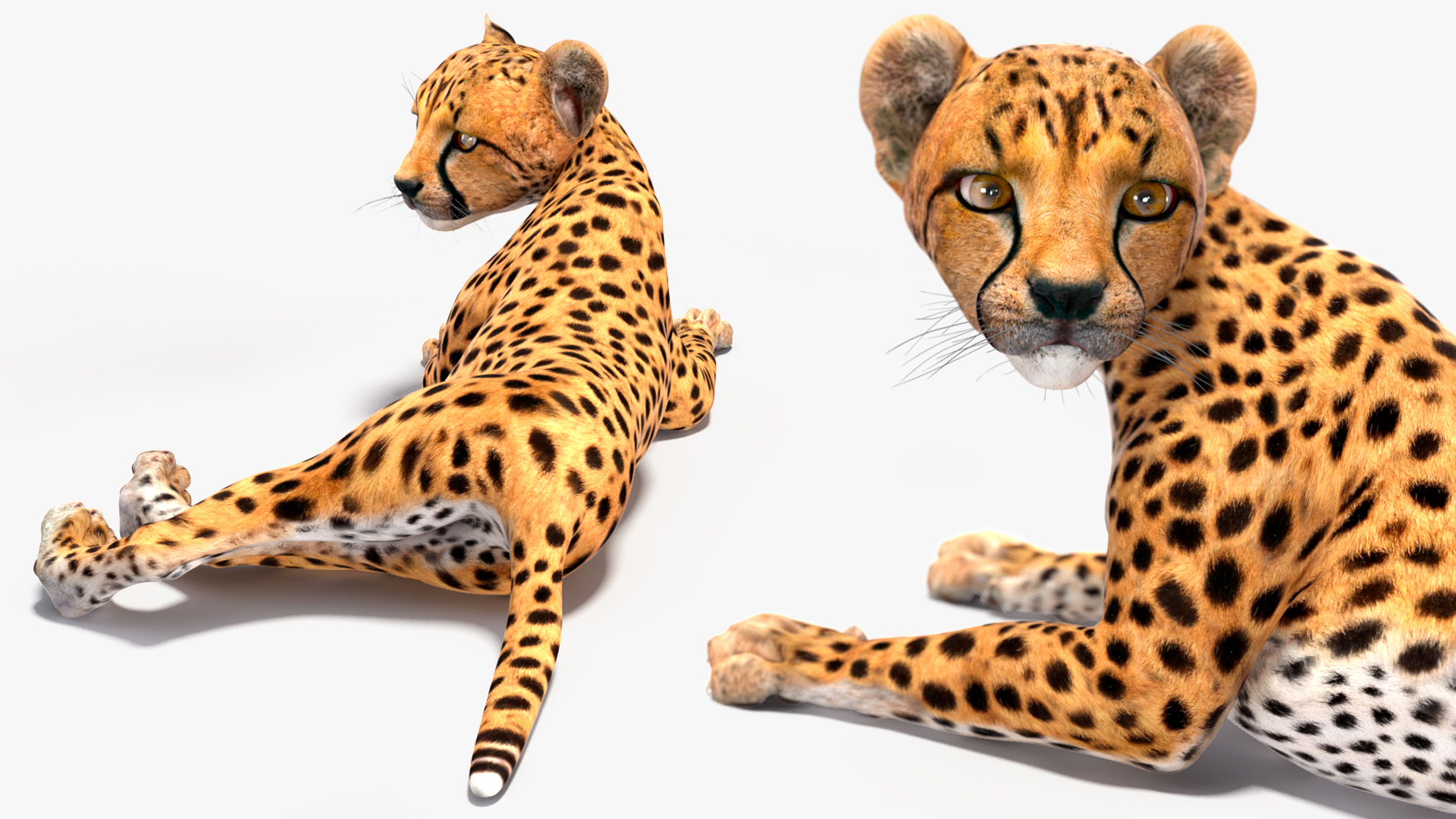 Cheetah Cub Lying Pose 3D