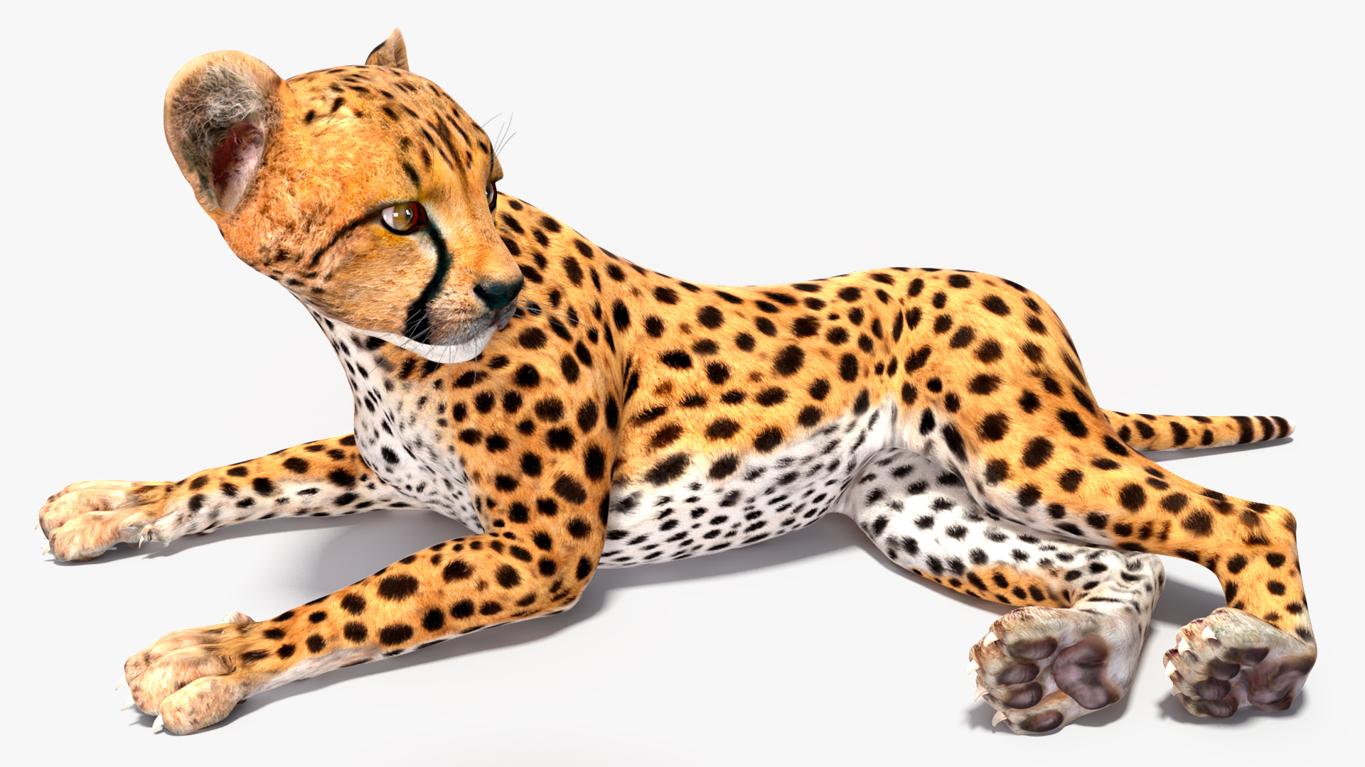 Cheetah Cub Lying Pose 3D