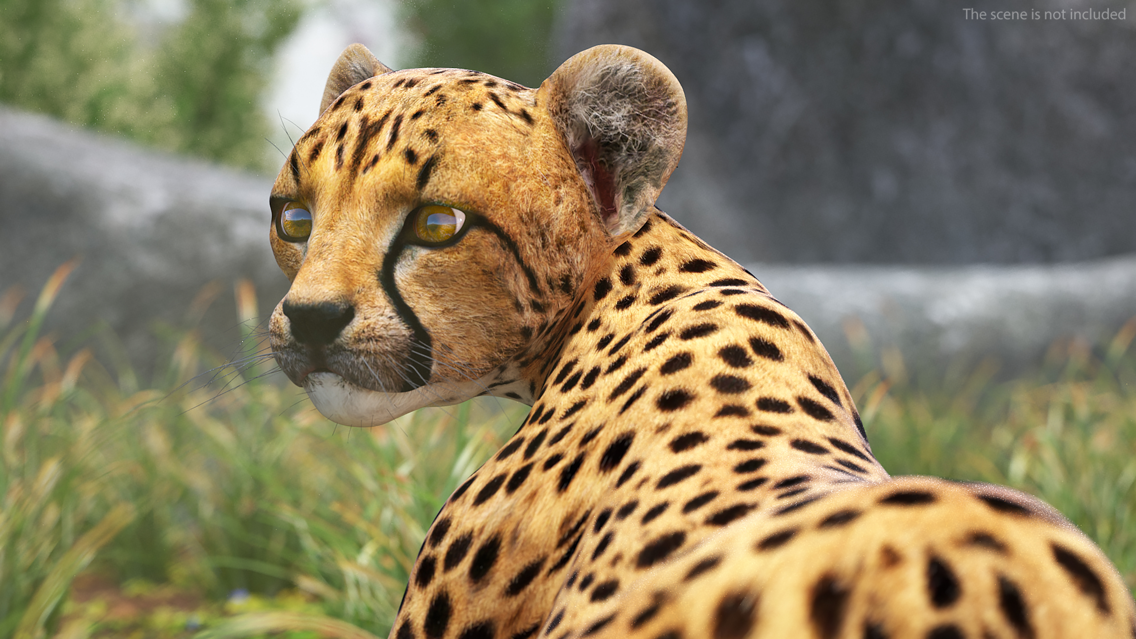 Cheetah Cub Lying Pose 3D