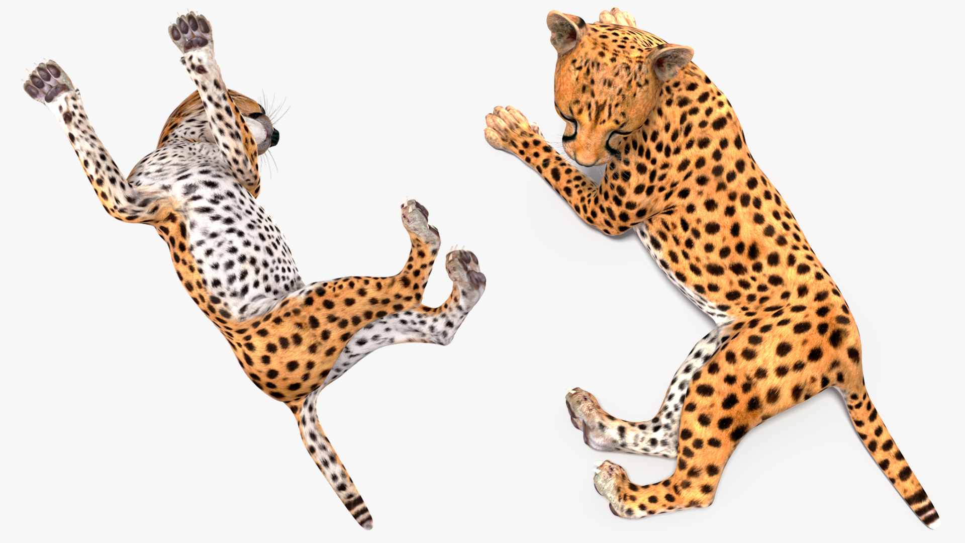 Cheetah Cub Lying Pose 3D