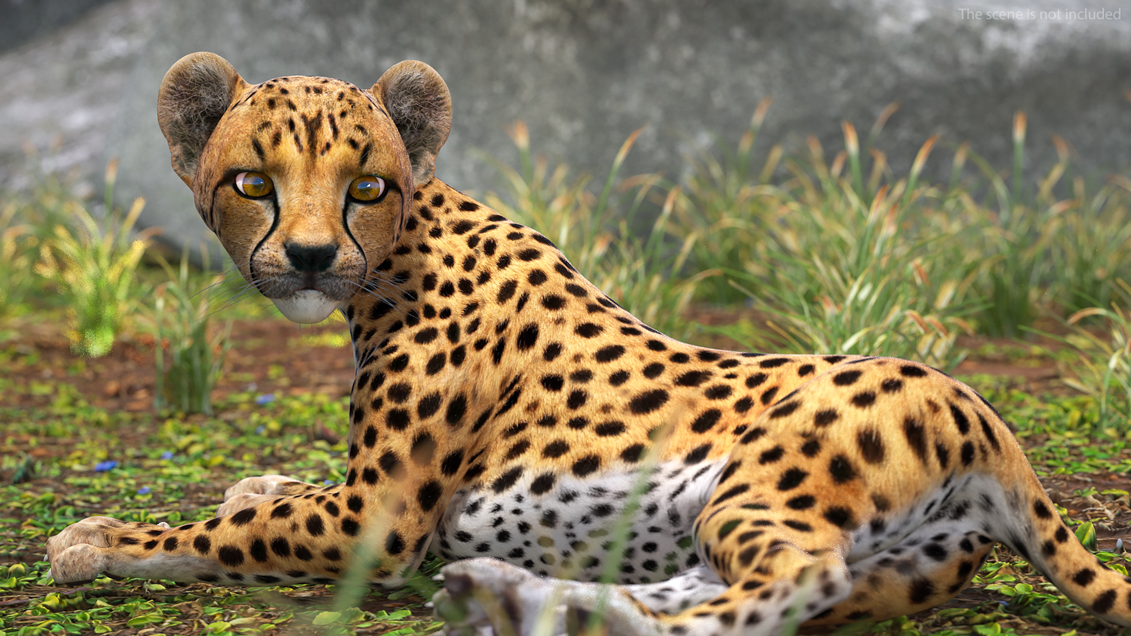 Cheetah Cub Lying Pose 3D