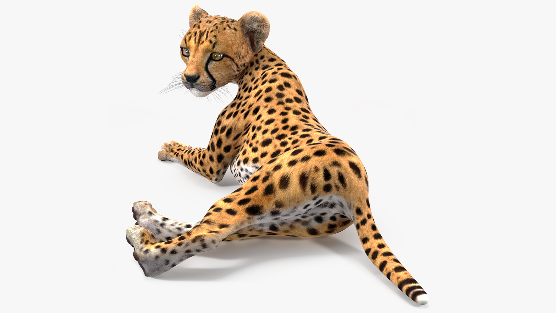 Cheetah Cub Lying Pose 3D