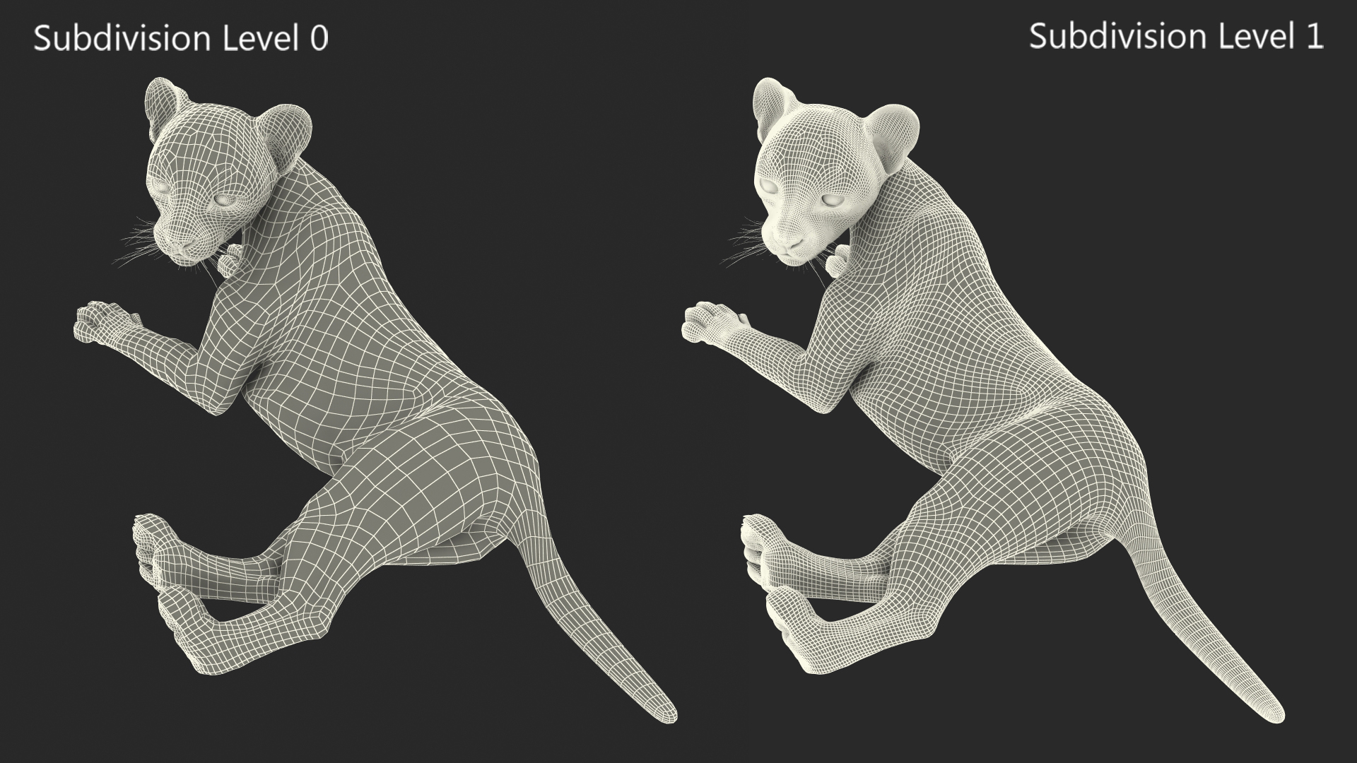 Cheetah Cub Lying Pose 3D