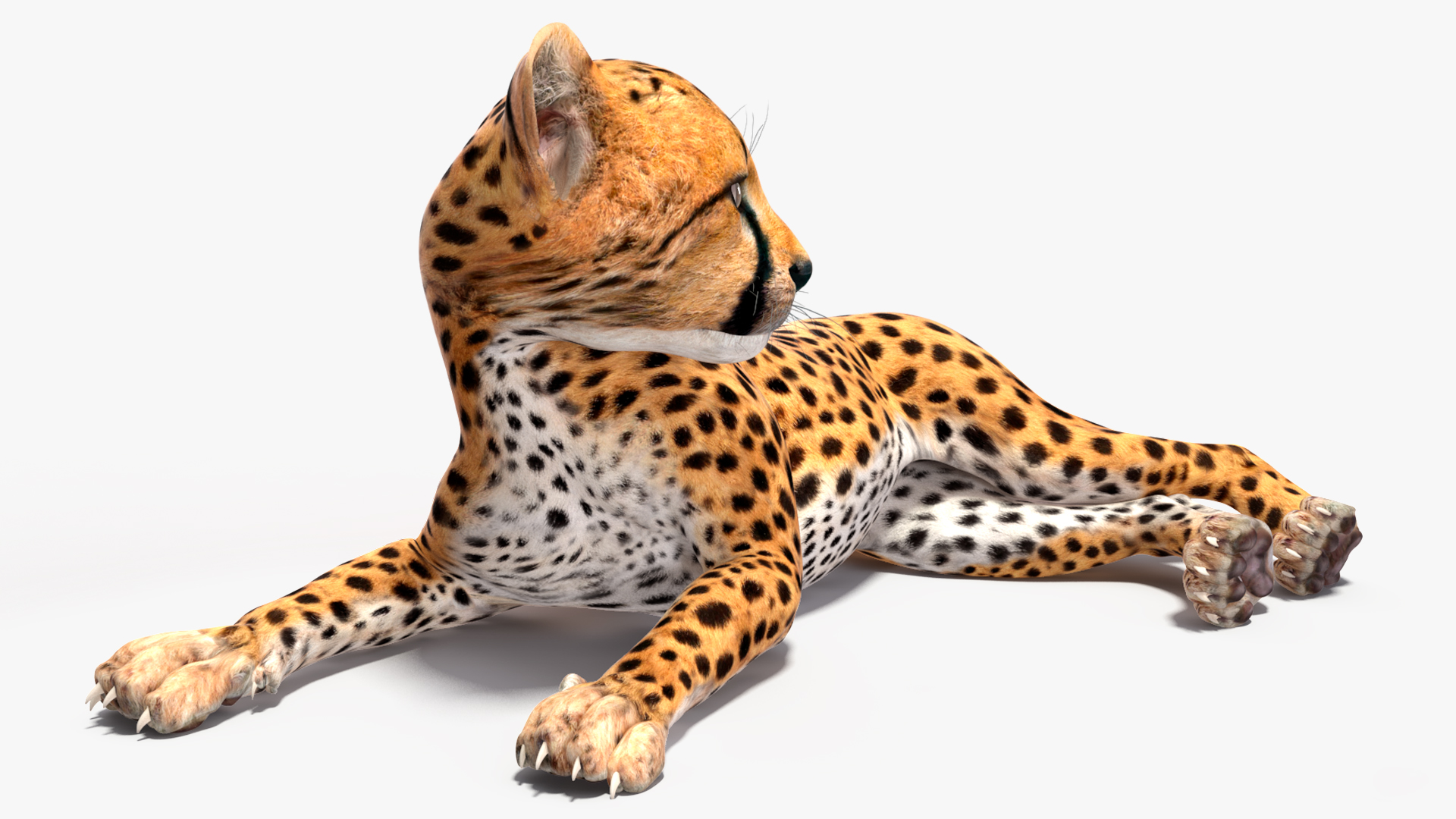 Cheetah Cub Lying Pose 3D