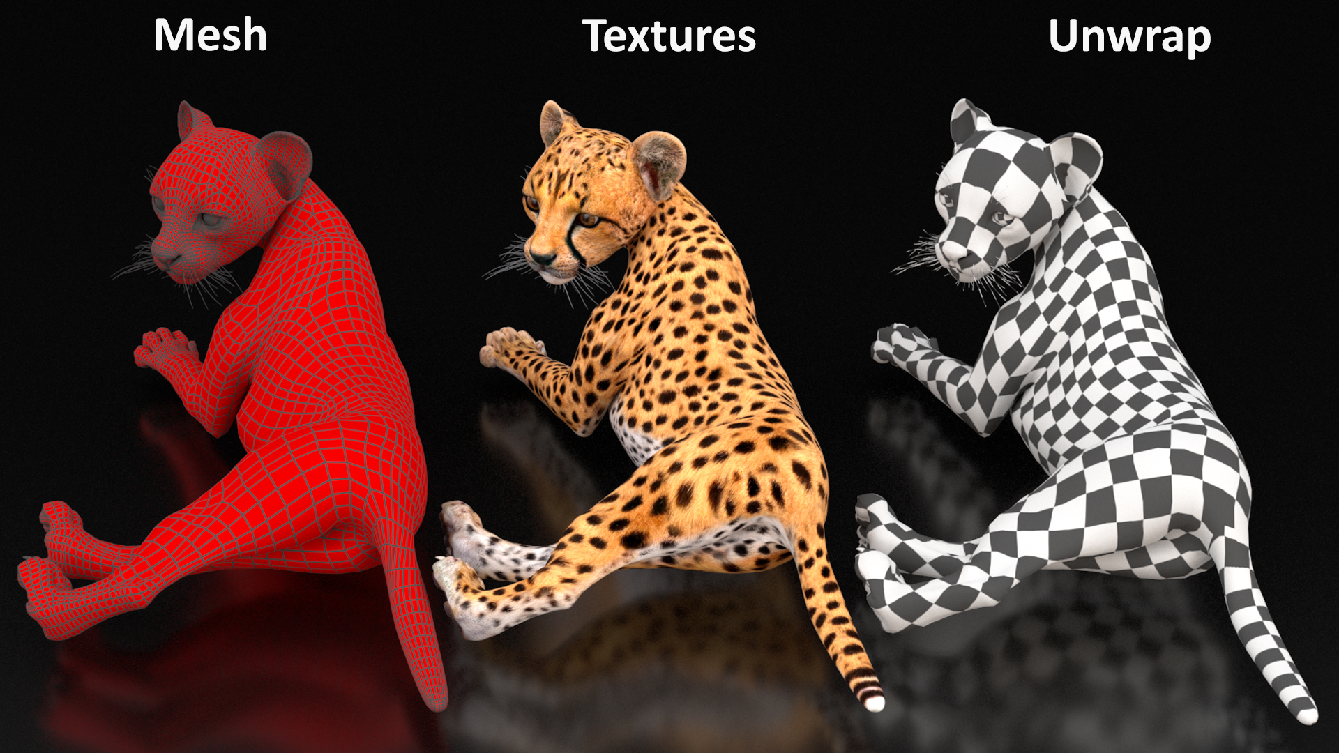 Cheetah Cub Lying Pose 3D