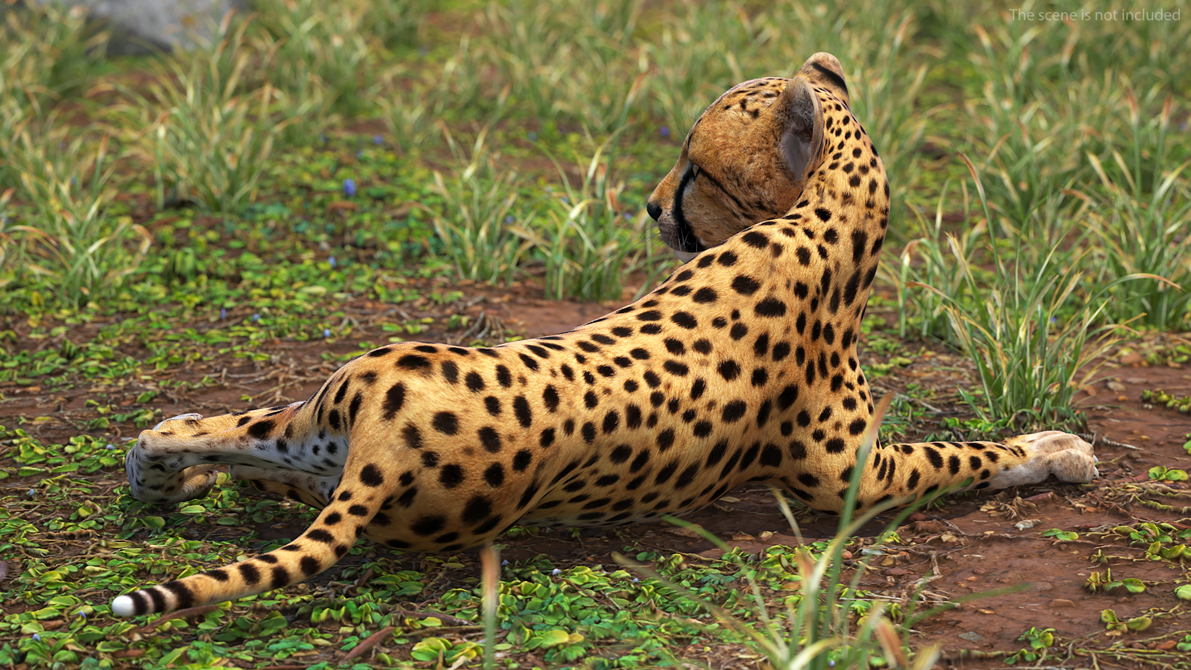 Cheetah Cub Lying Pose 3D