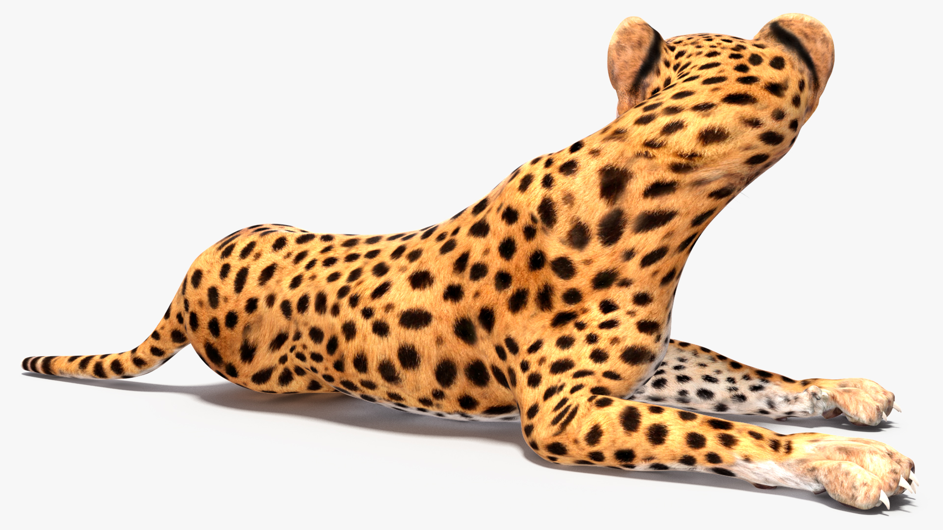 Cheetah Cub Lying Pose 3D