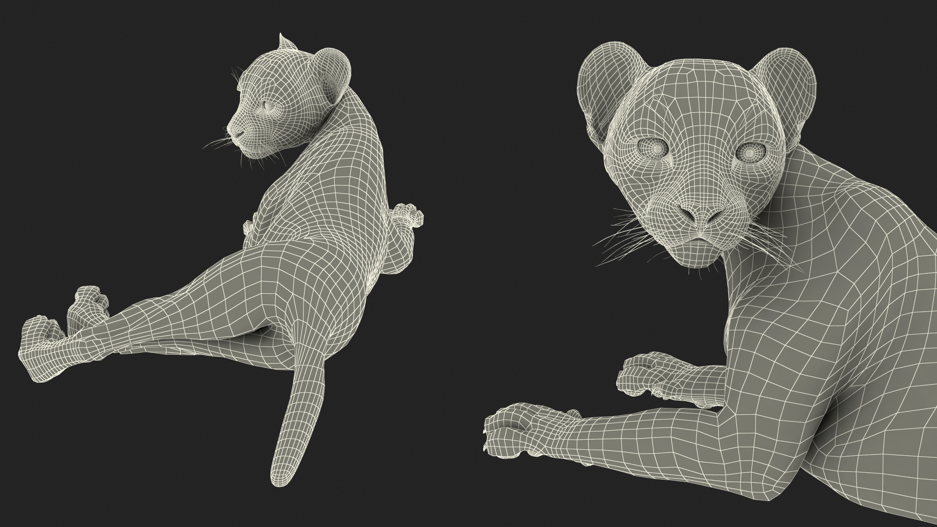 Cheetah Cub Lying Pose 3D