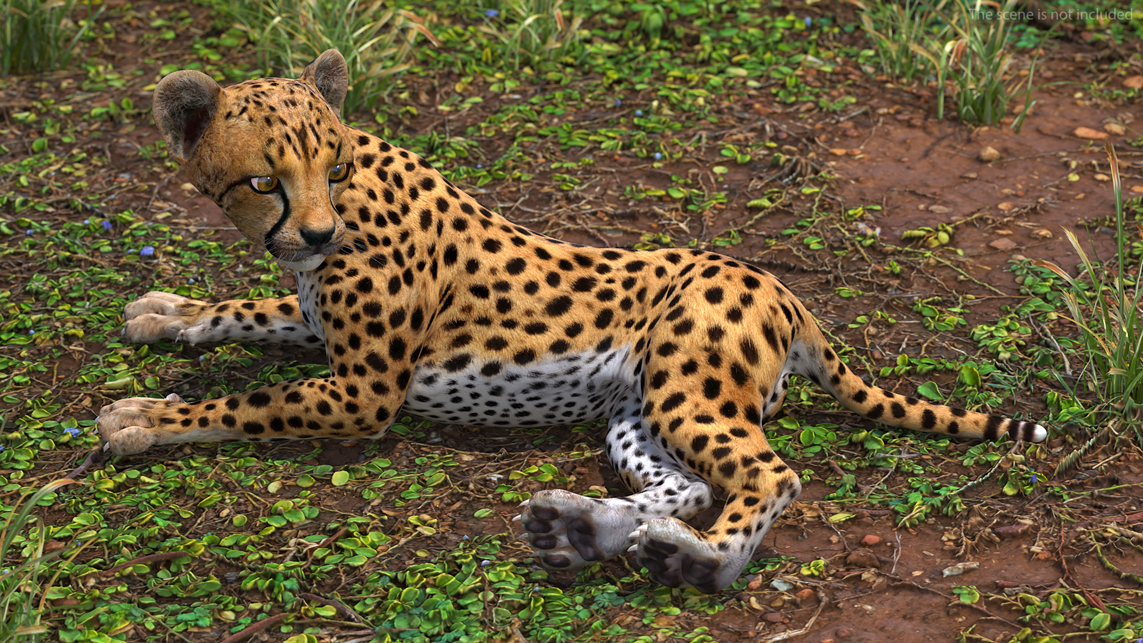 Cheetah Cub Lying Pose 3D