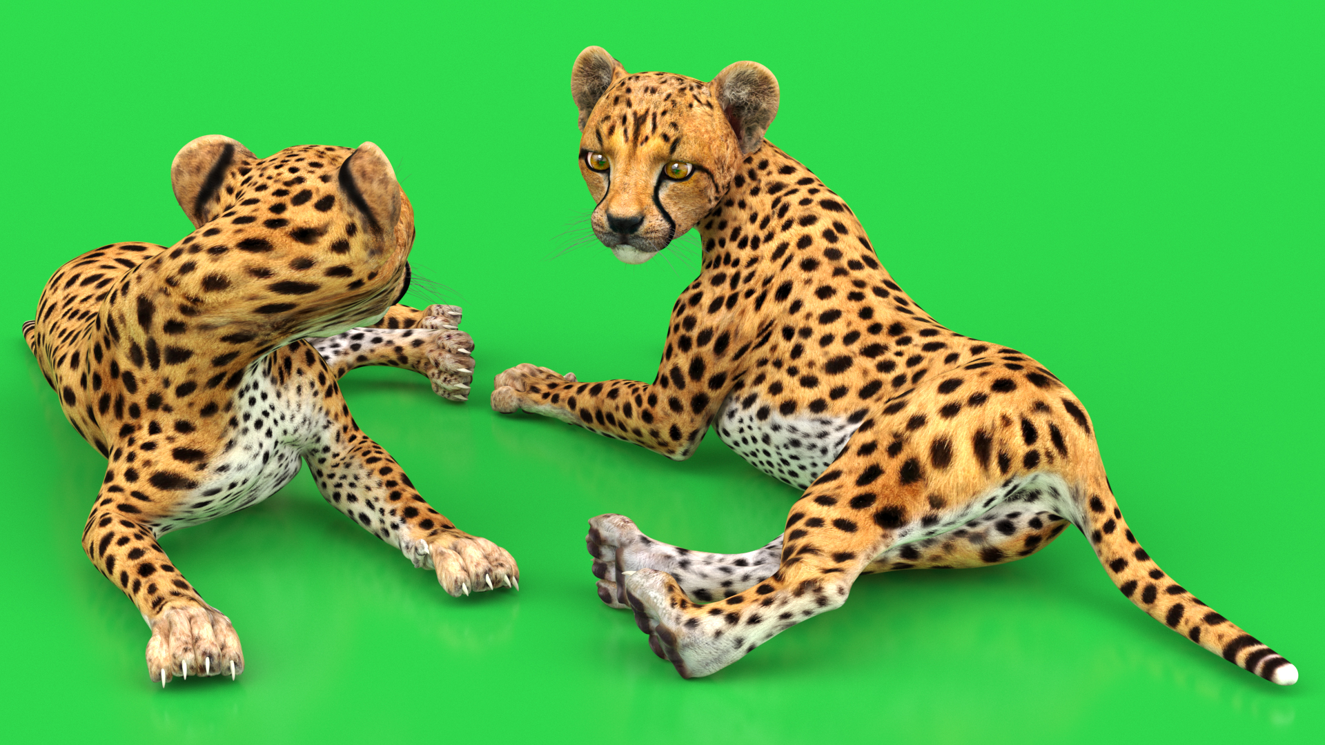 Cheetah Cub Lying Pose 3D