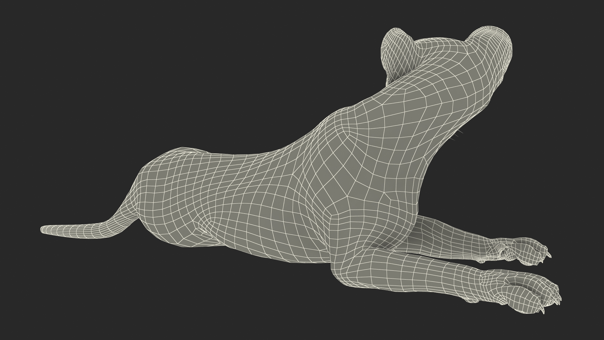 Cheetah Cub Lying Pose 3D