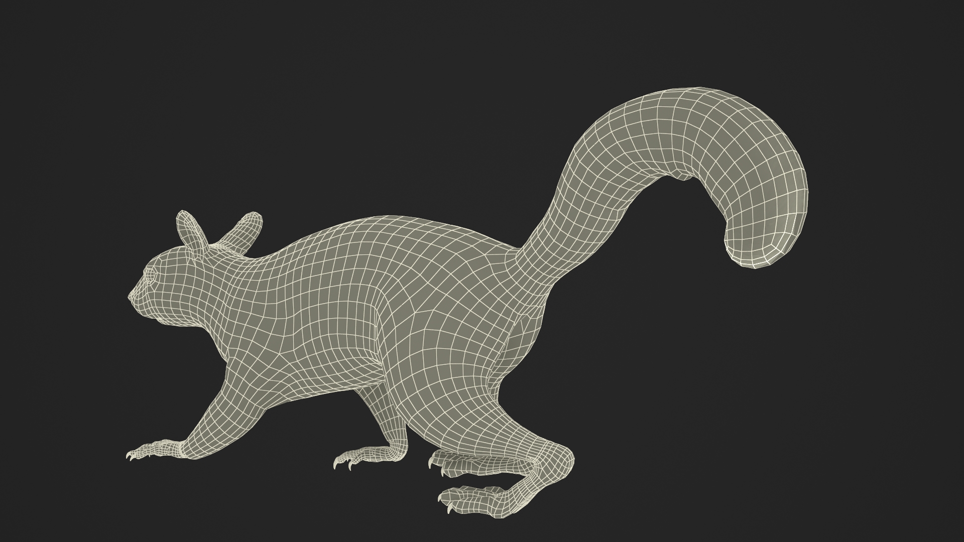 Gray Squirrel Fur Rigged 3D model