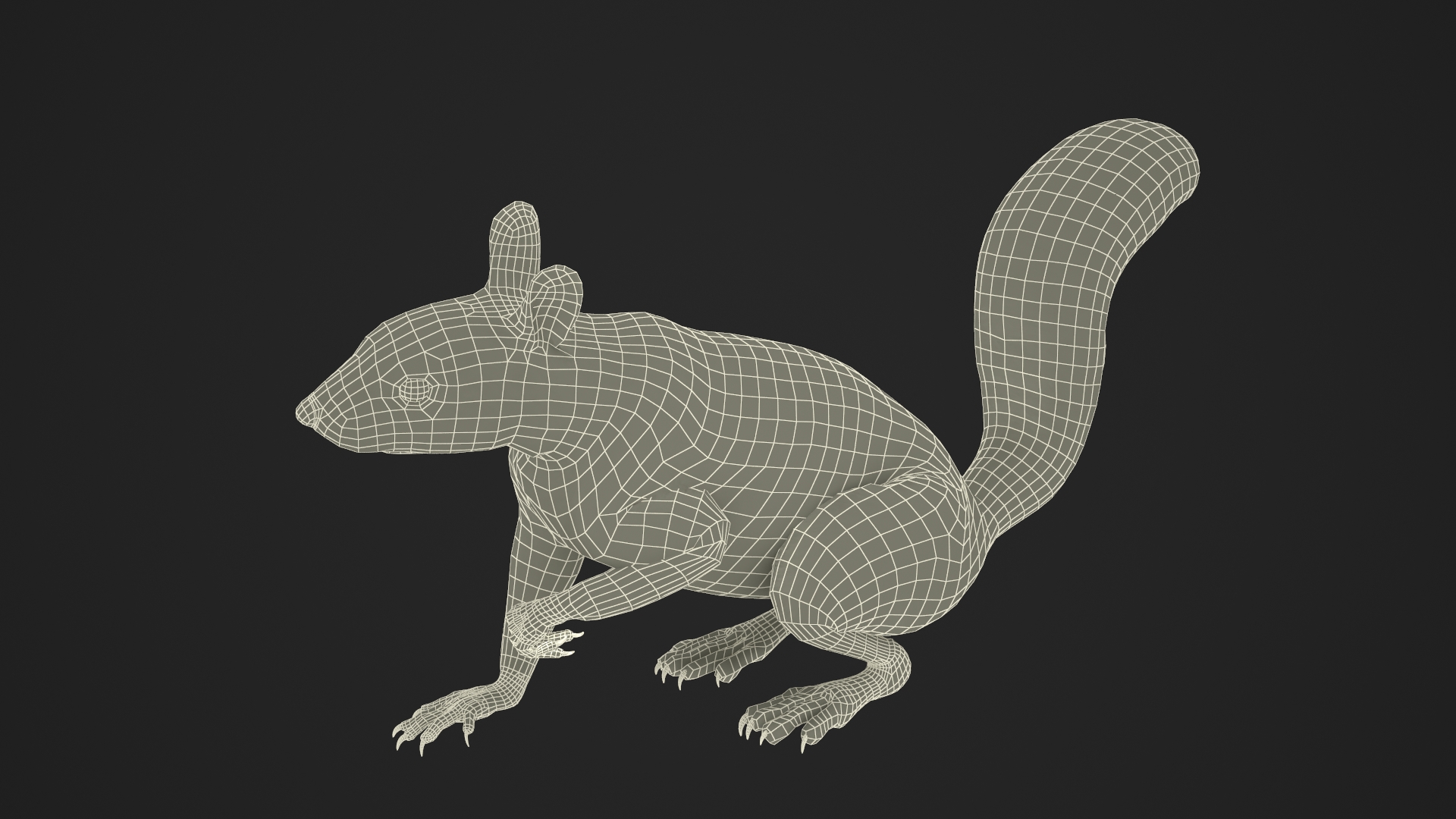 Gray Squirrel Fur Rigged 3D model