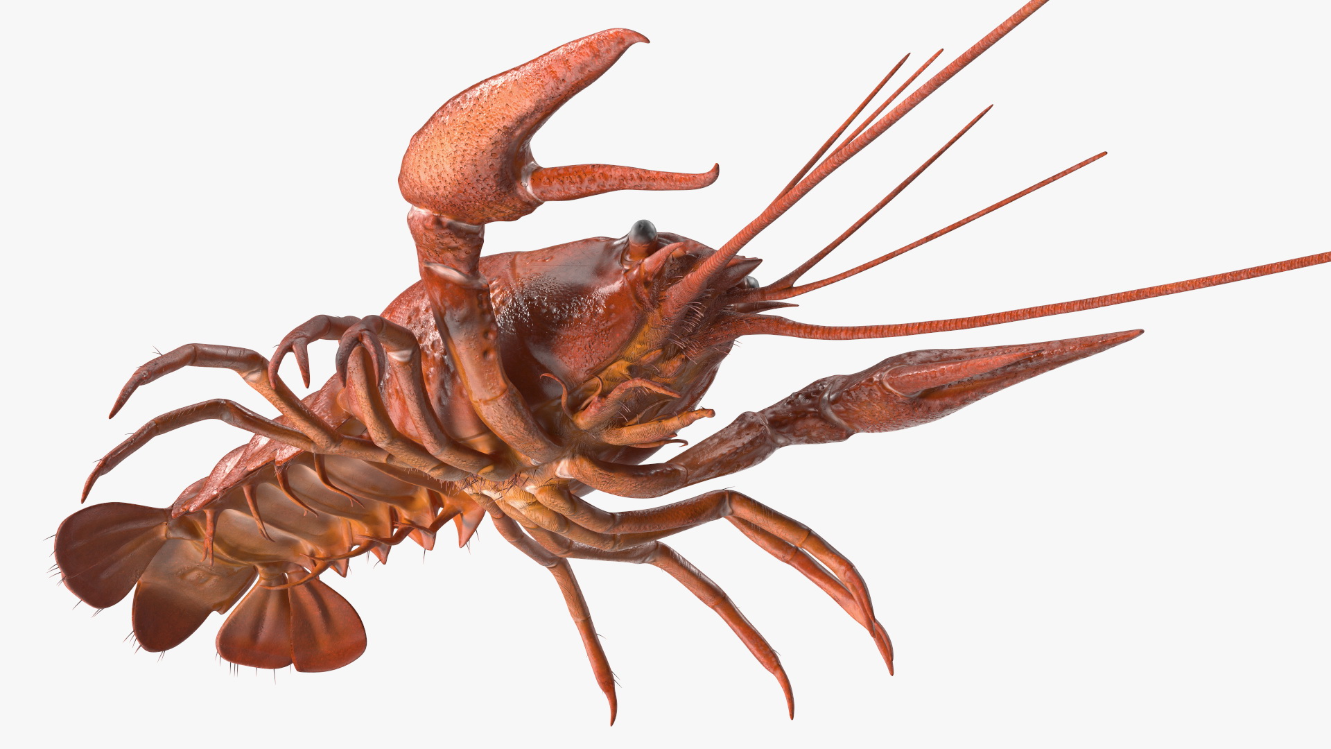 Crawfish Boiled Rigged 3D