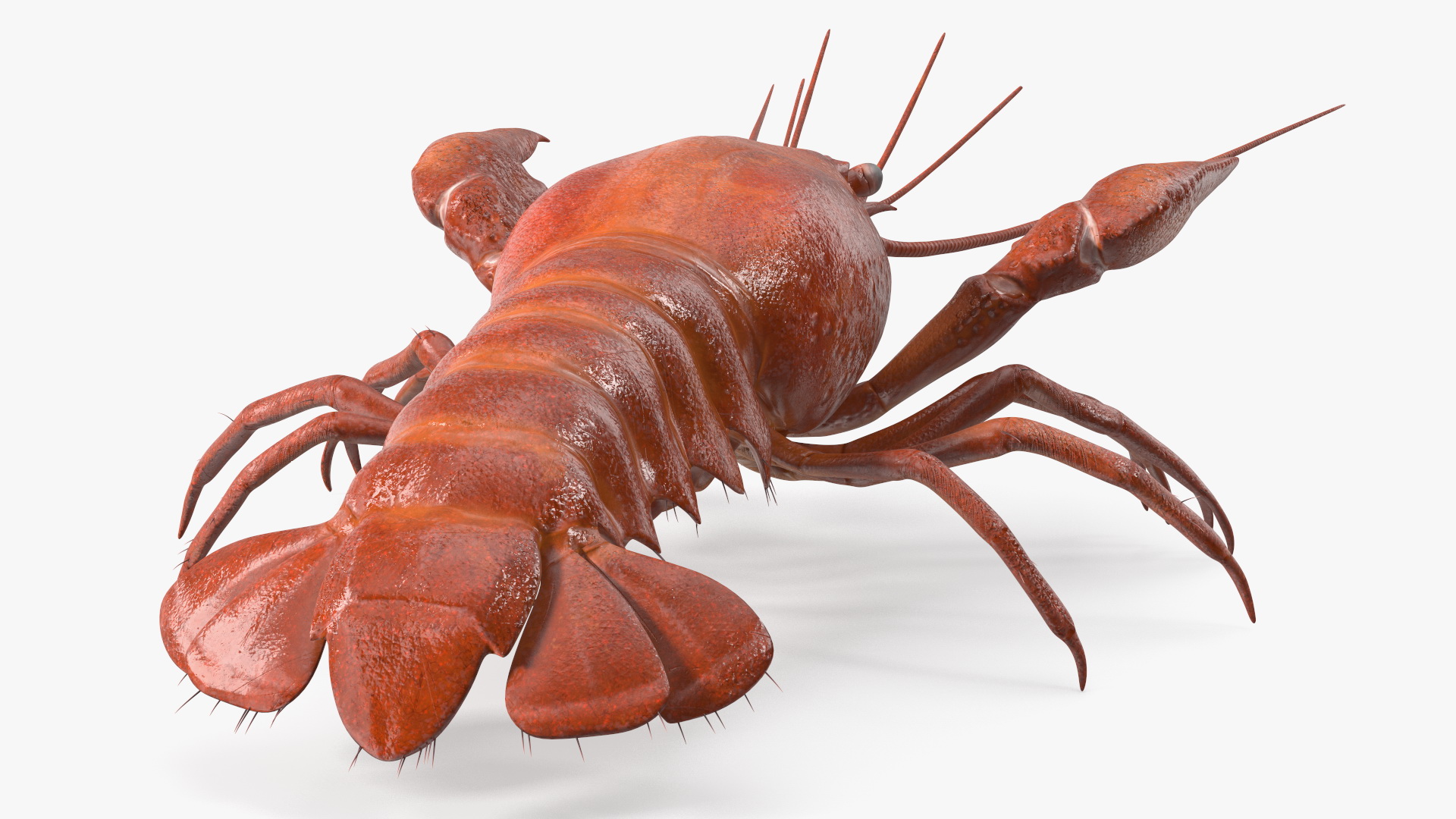 Crawfish Boiled Rigged 3D