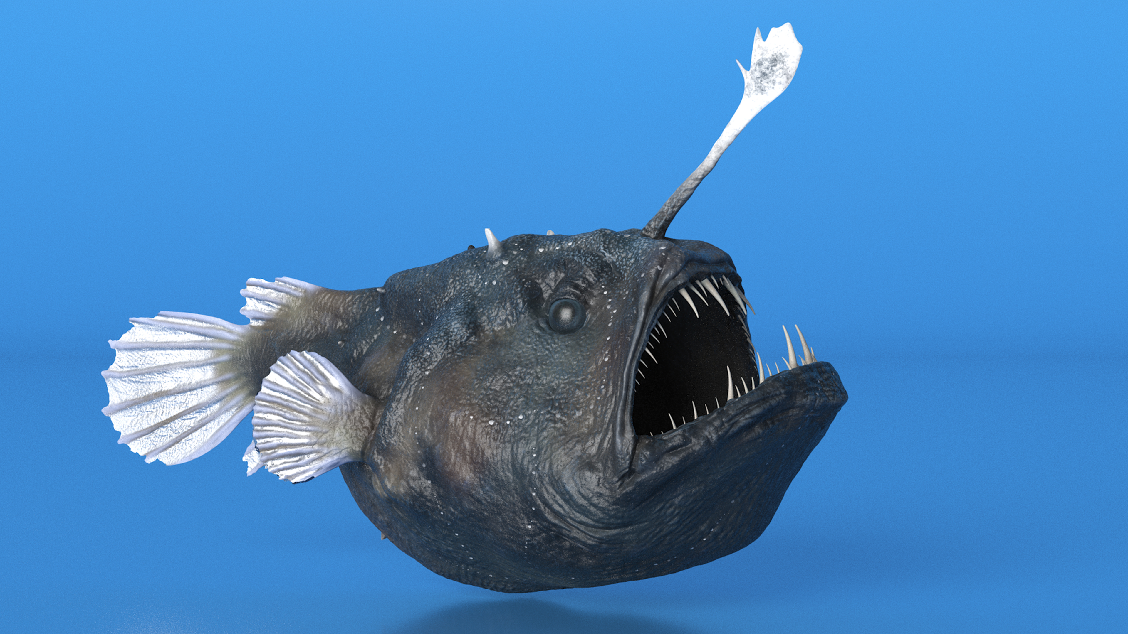 3D model Anglerfish