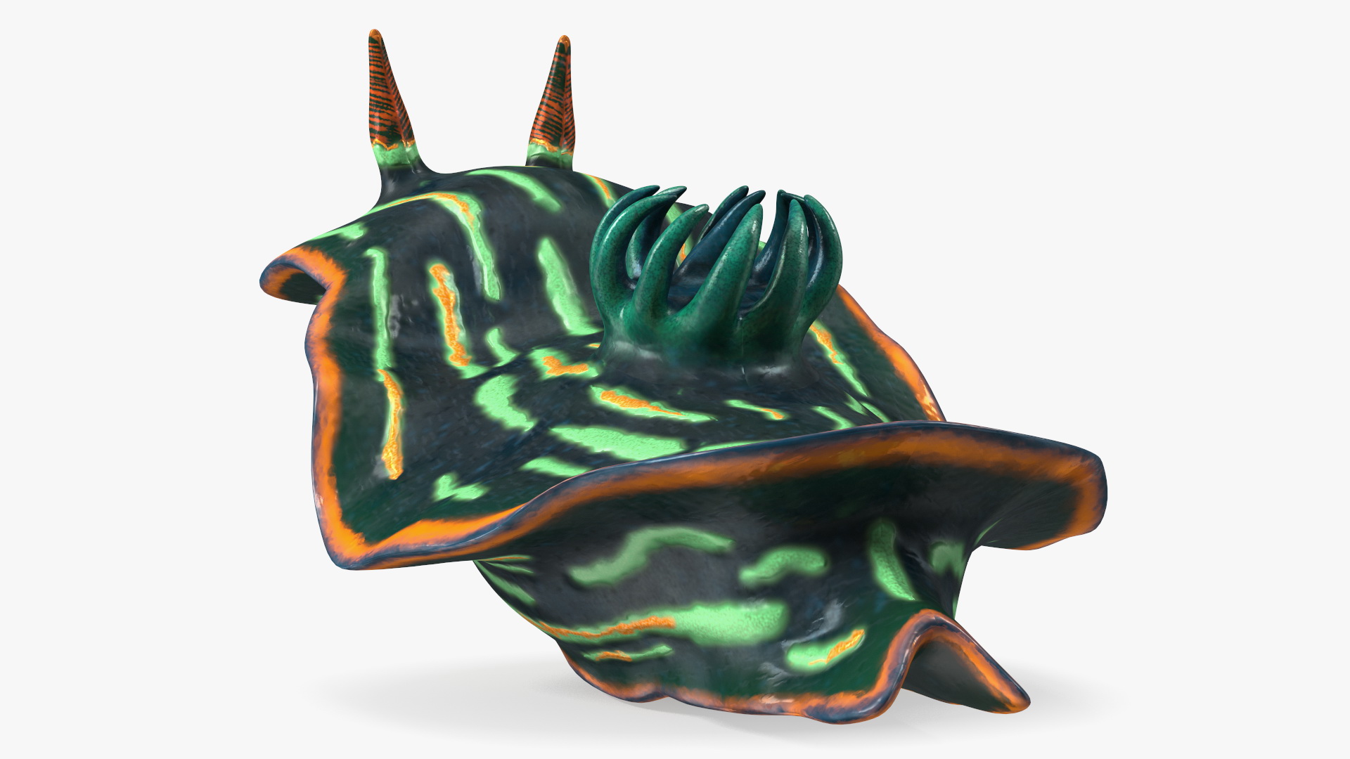 3D model Dusky Nembrotha