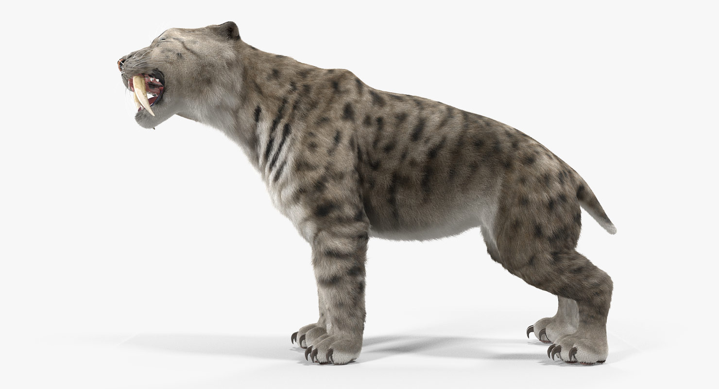 3D Arctic Saber Tooth Cat Growls Pose with Fur model