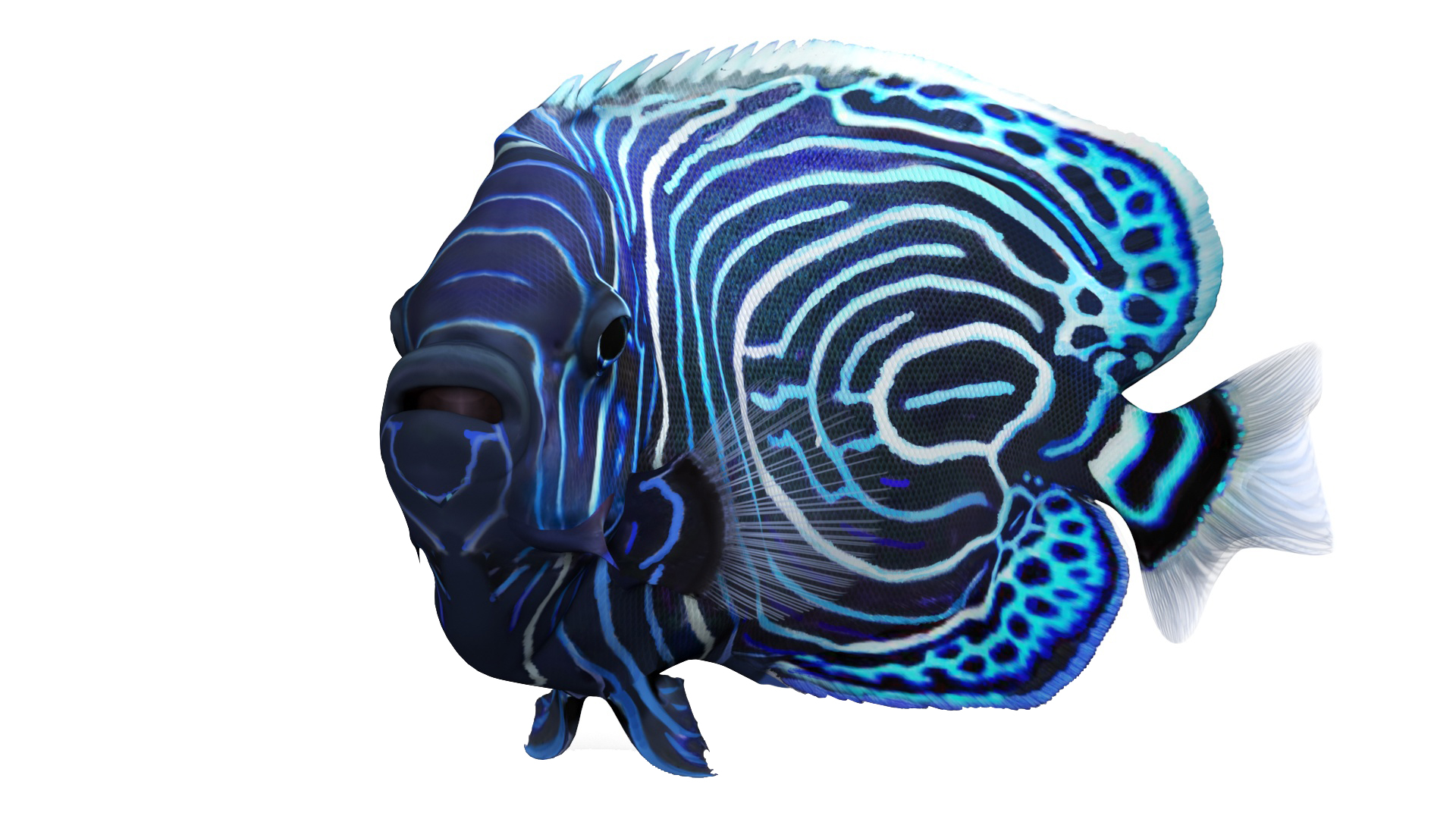 Emperor Angelfish Rigged 3D model