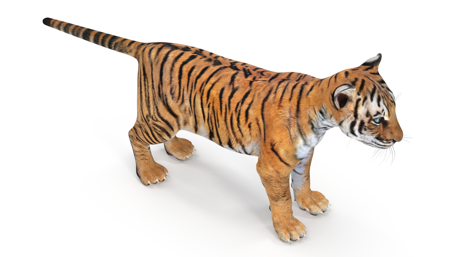 Tiger Cub 3D model