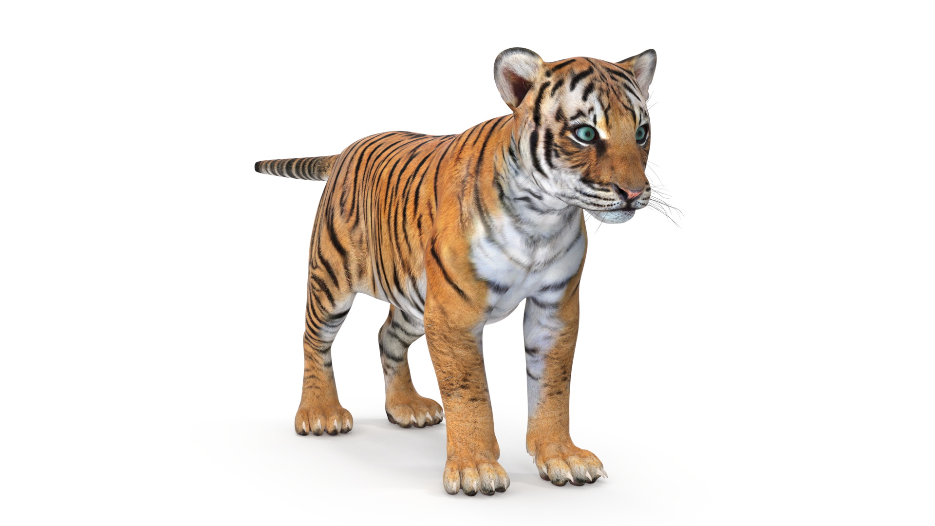 Tiger Cub 3D model