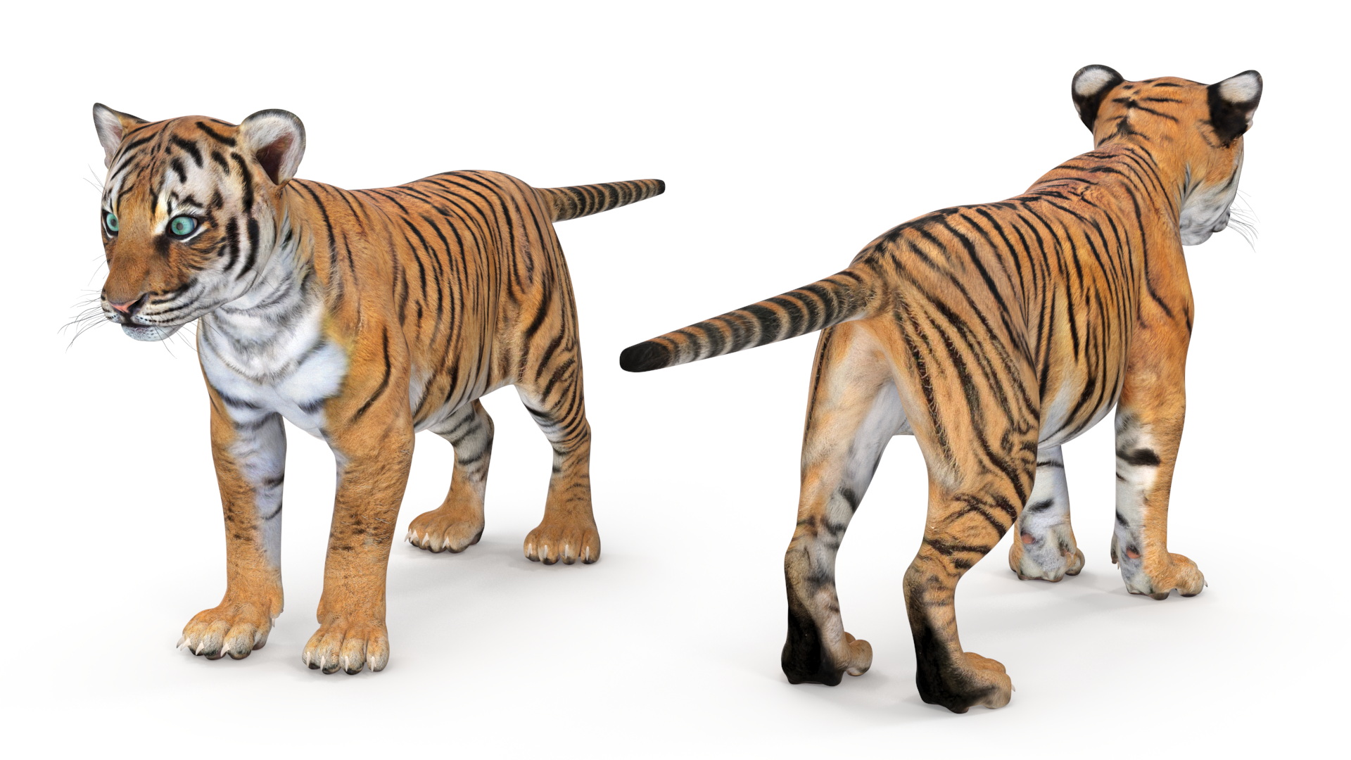 Tiger Cub 3D model