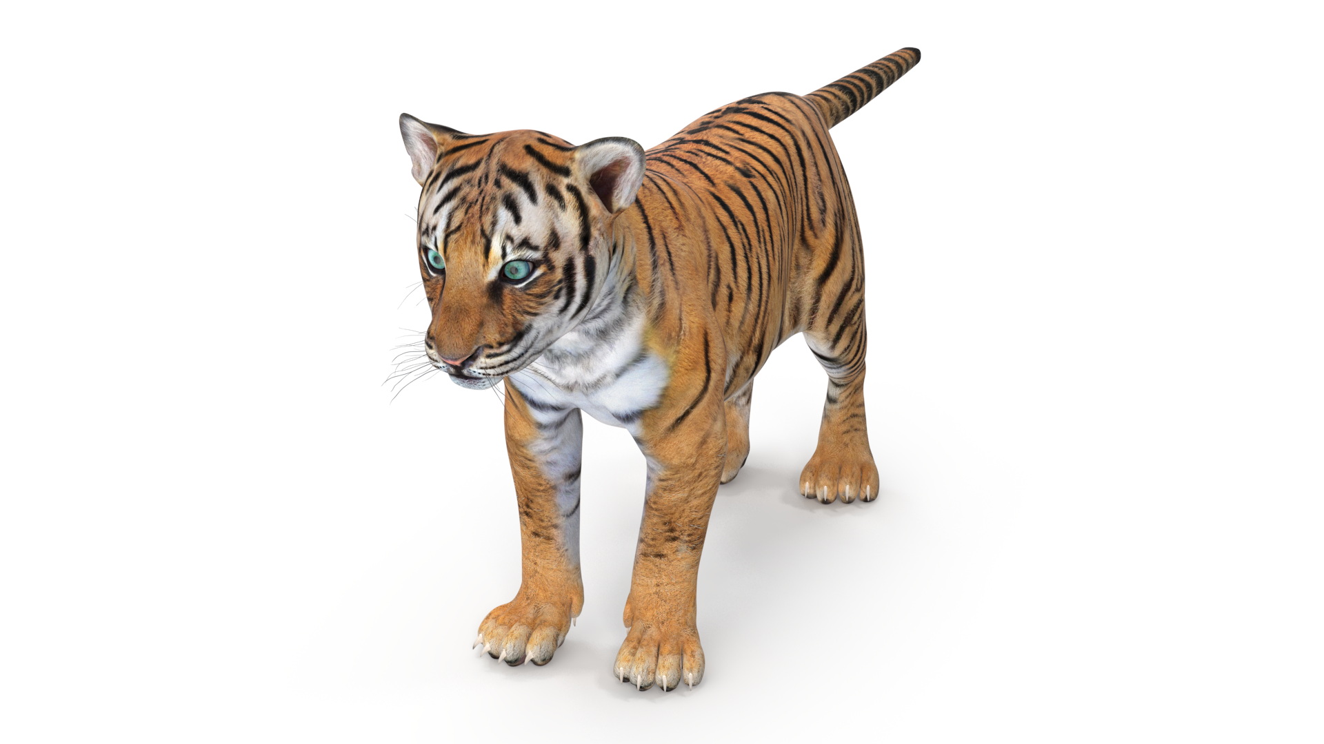 Tiger Cub 3D model