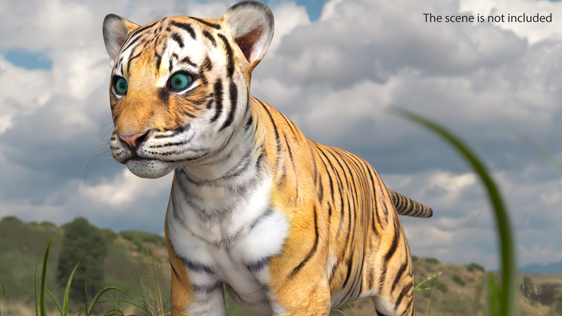 Tiger Cub 3D model