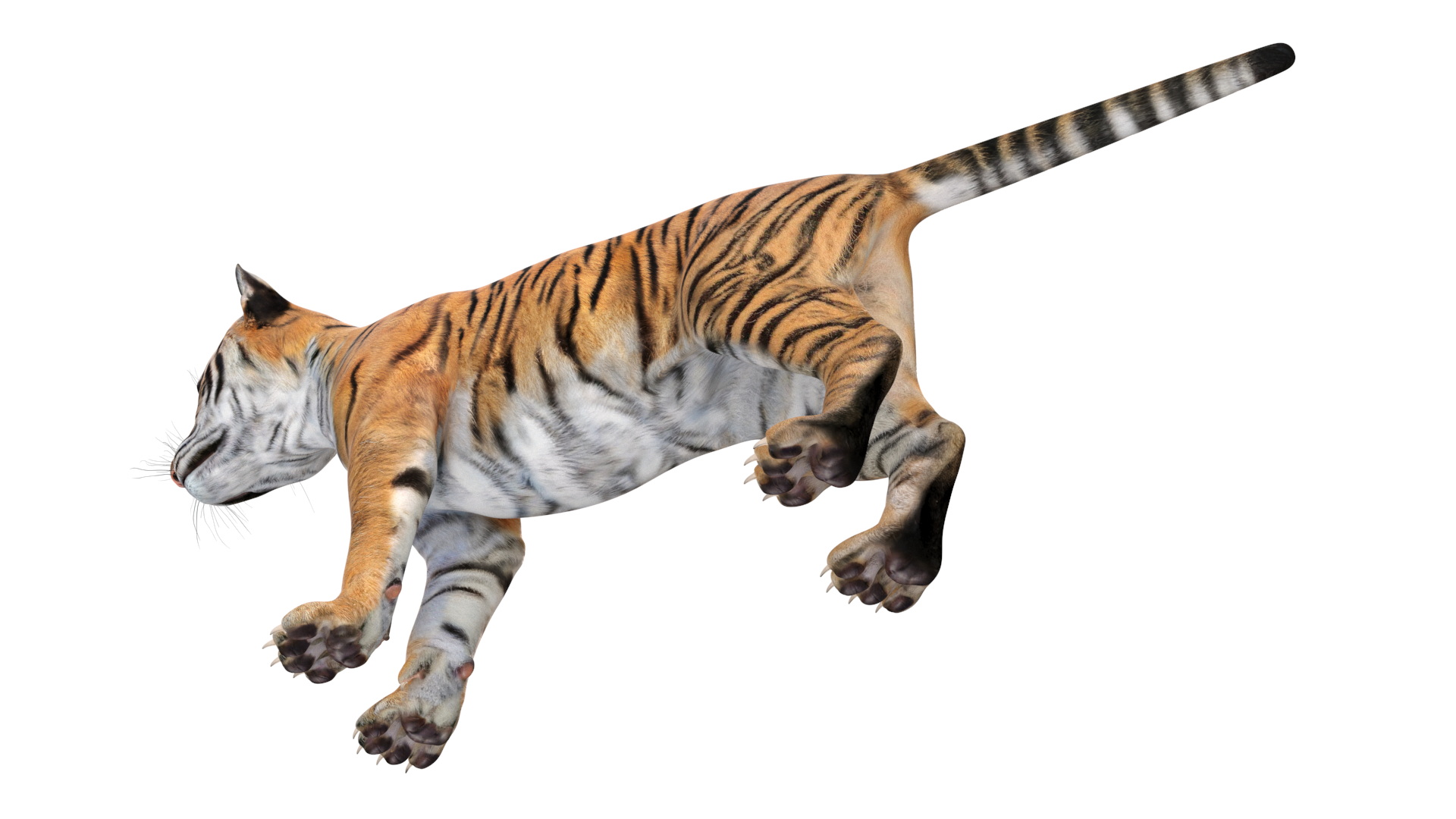 Tiger Cub 3D model