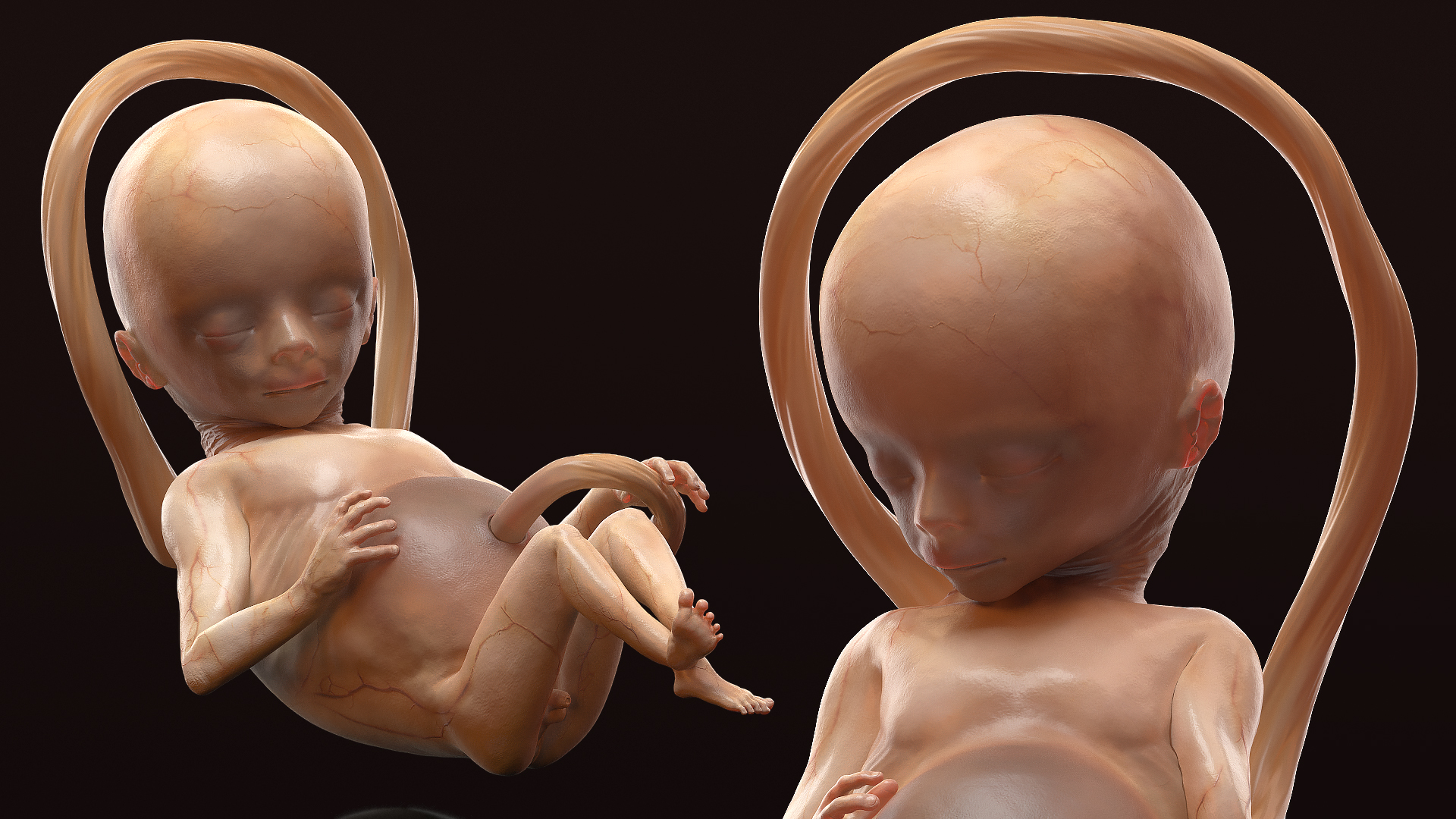 Second Trimester Human Fetus 16 Weeks 3D