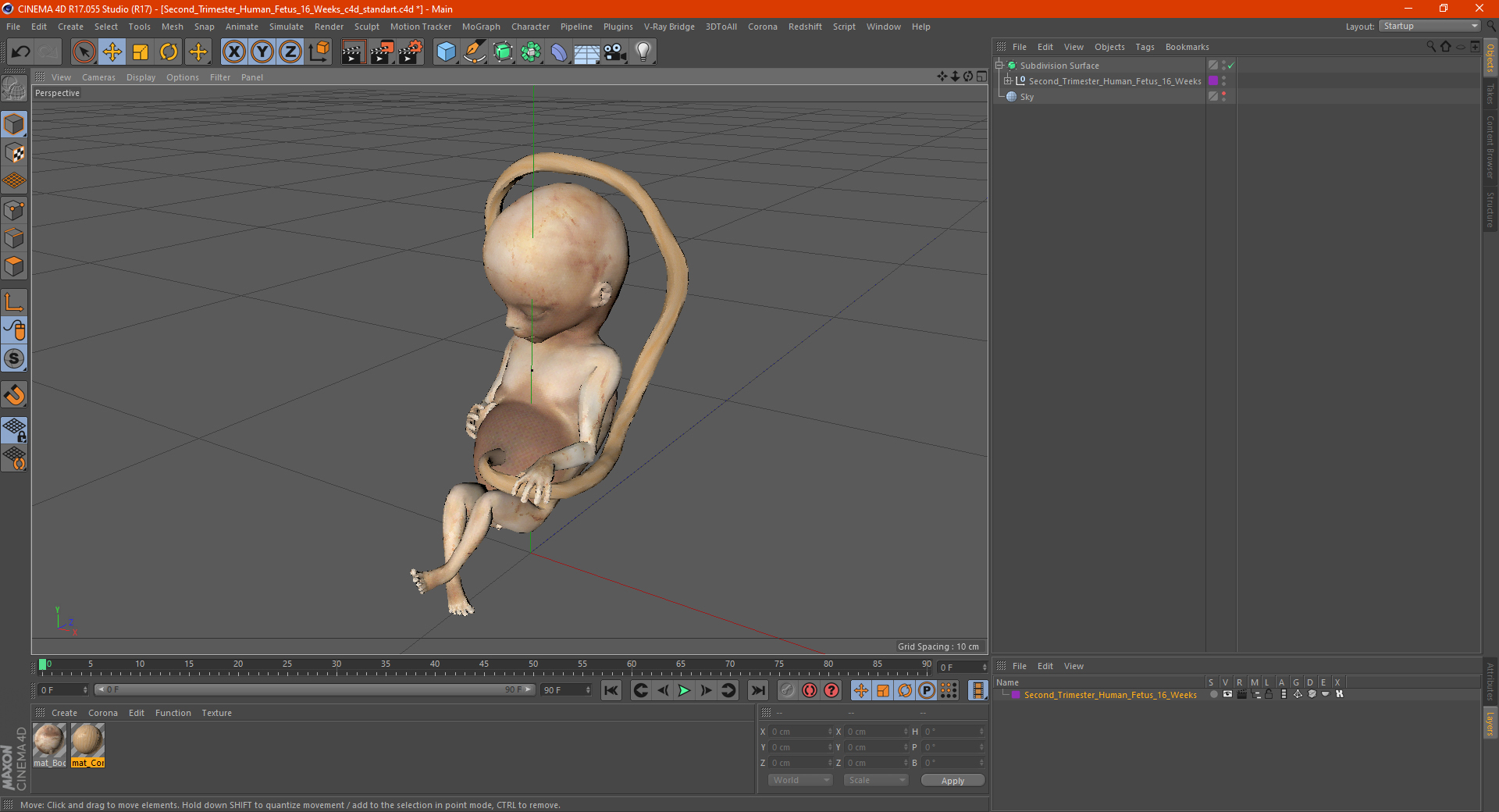 Second Trimester Human Fetus 16 Weeks 3D