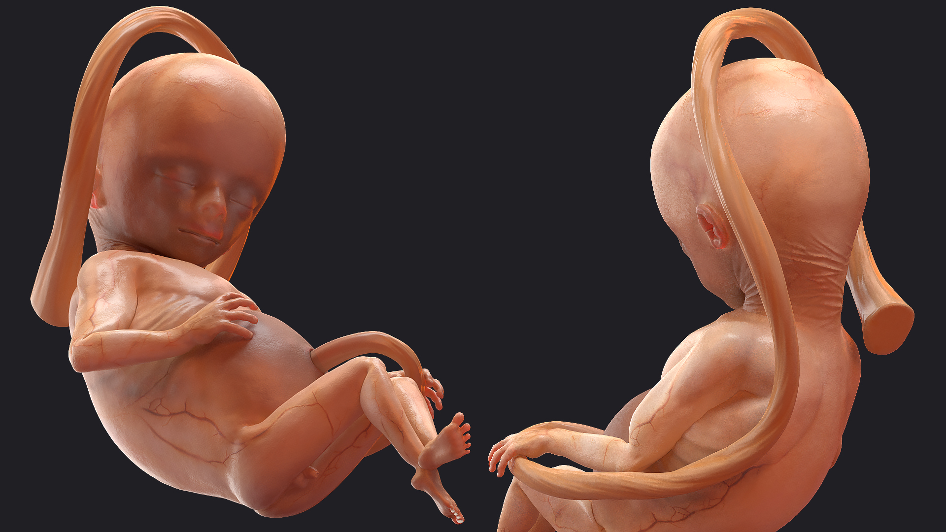 Second Trimester Human Fetus 16 Weeks 3D